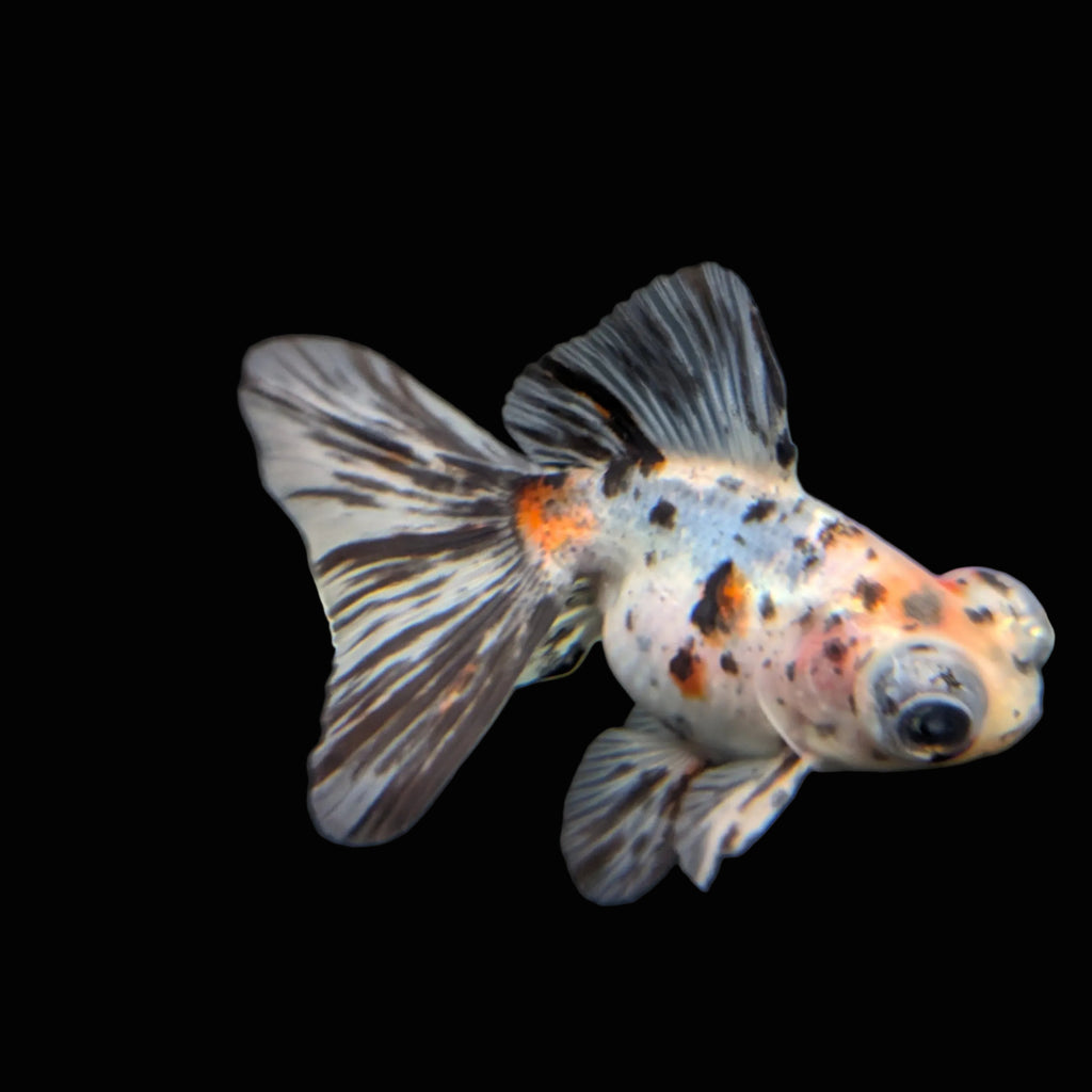Telescope Butterfly Calico 3.5"-4" in. ID#515B4A-027