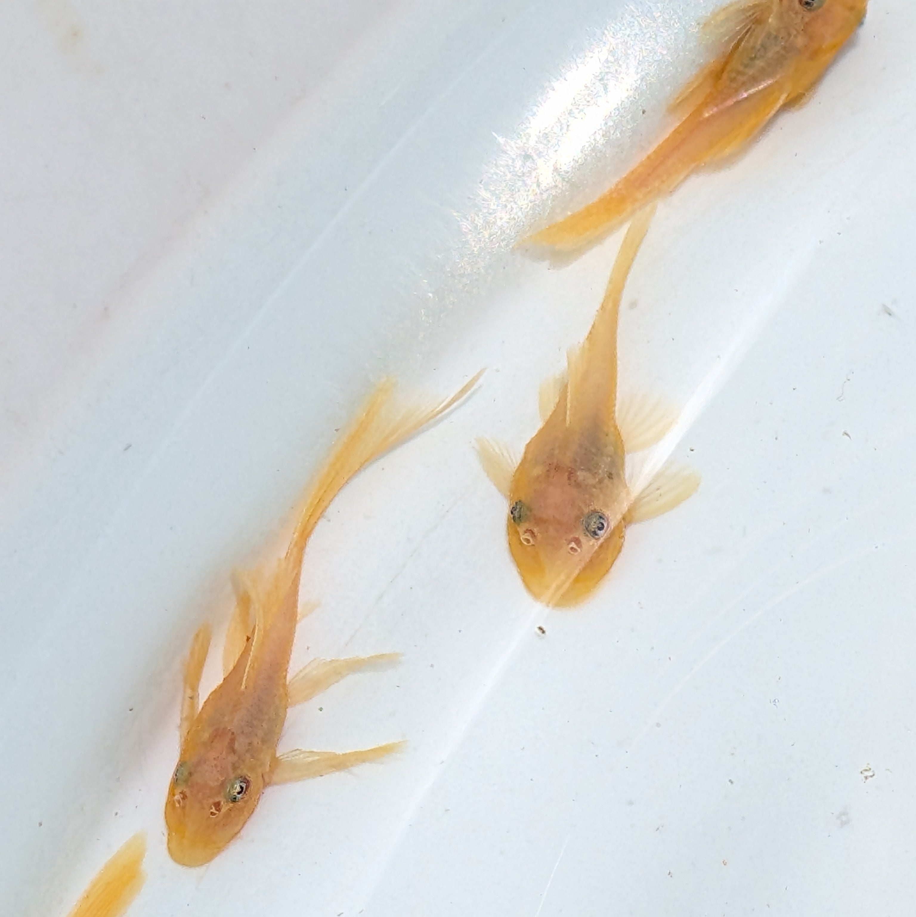 Baby Blue Eye Lemon Pleco .5"-1"  *Assorted.