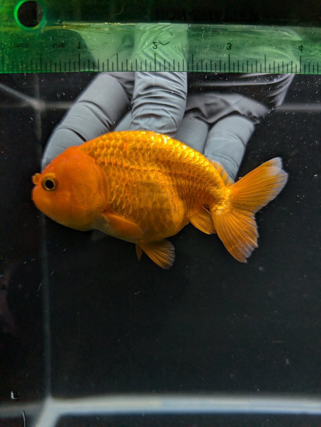 Ranchu Red White 3.5"-4"in. ID#828R4A-025