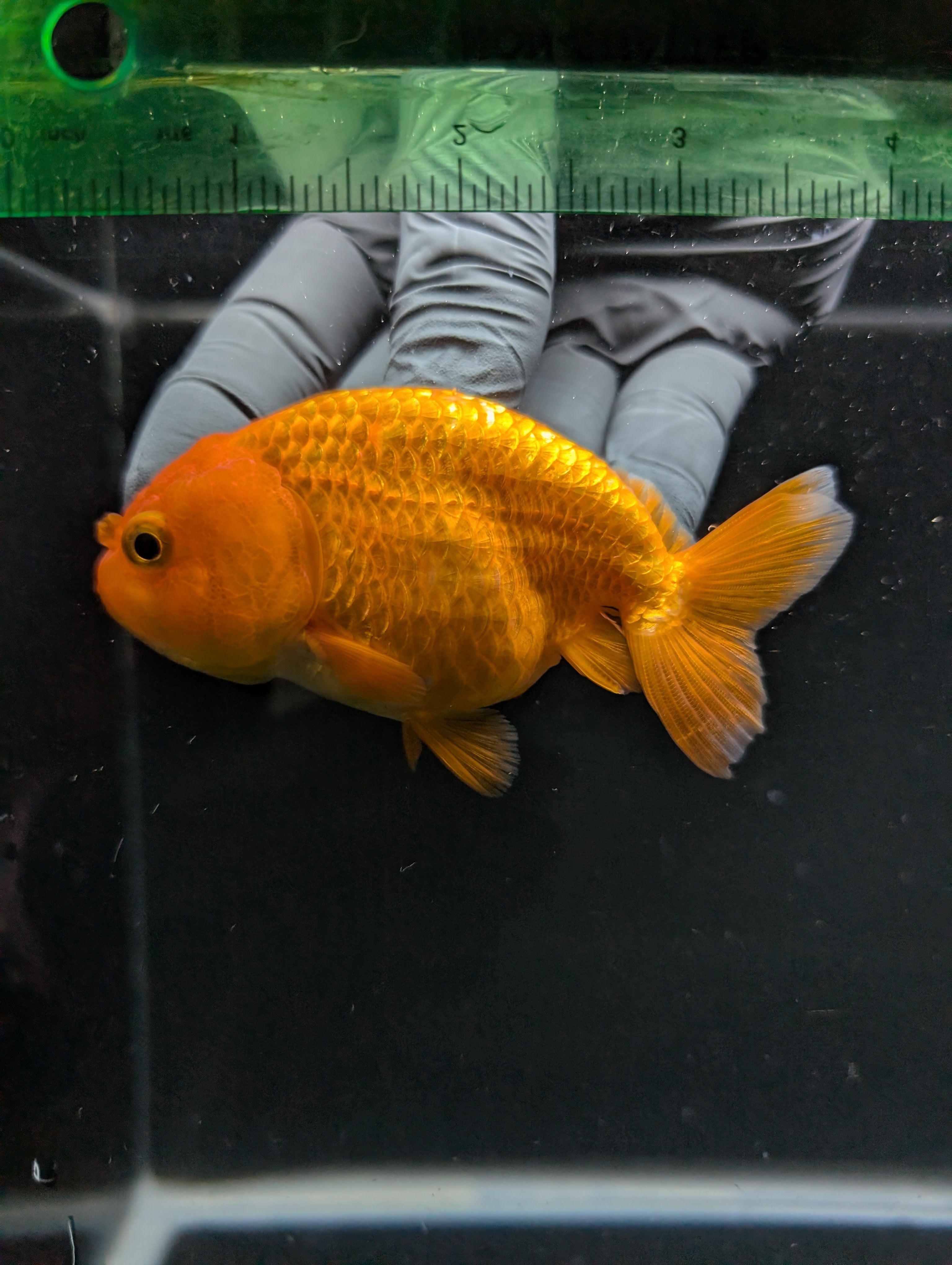 Ranchu Red White 3.5"-4"in. ID#828R4A-025