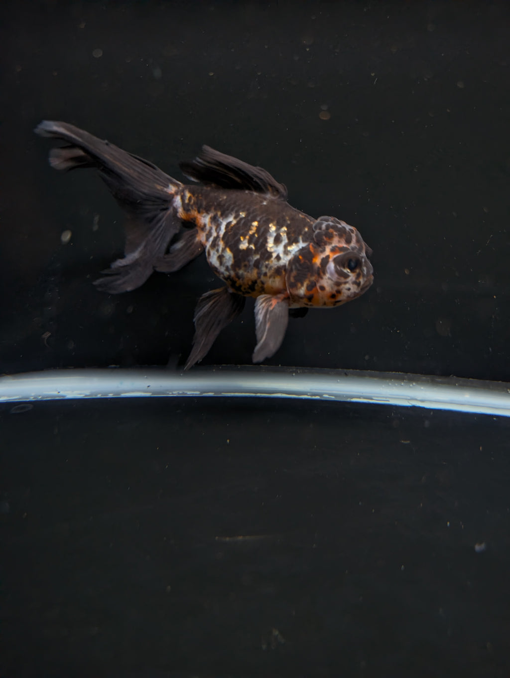 Calico Oranda 4.5"-5"in. ID#911LB2A-001