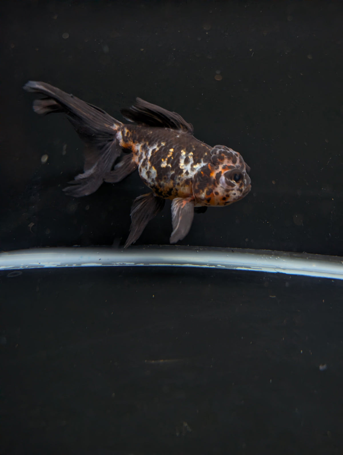 Calico Oranda 4.5"-5"in. ID#911LB2A-001