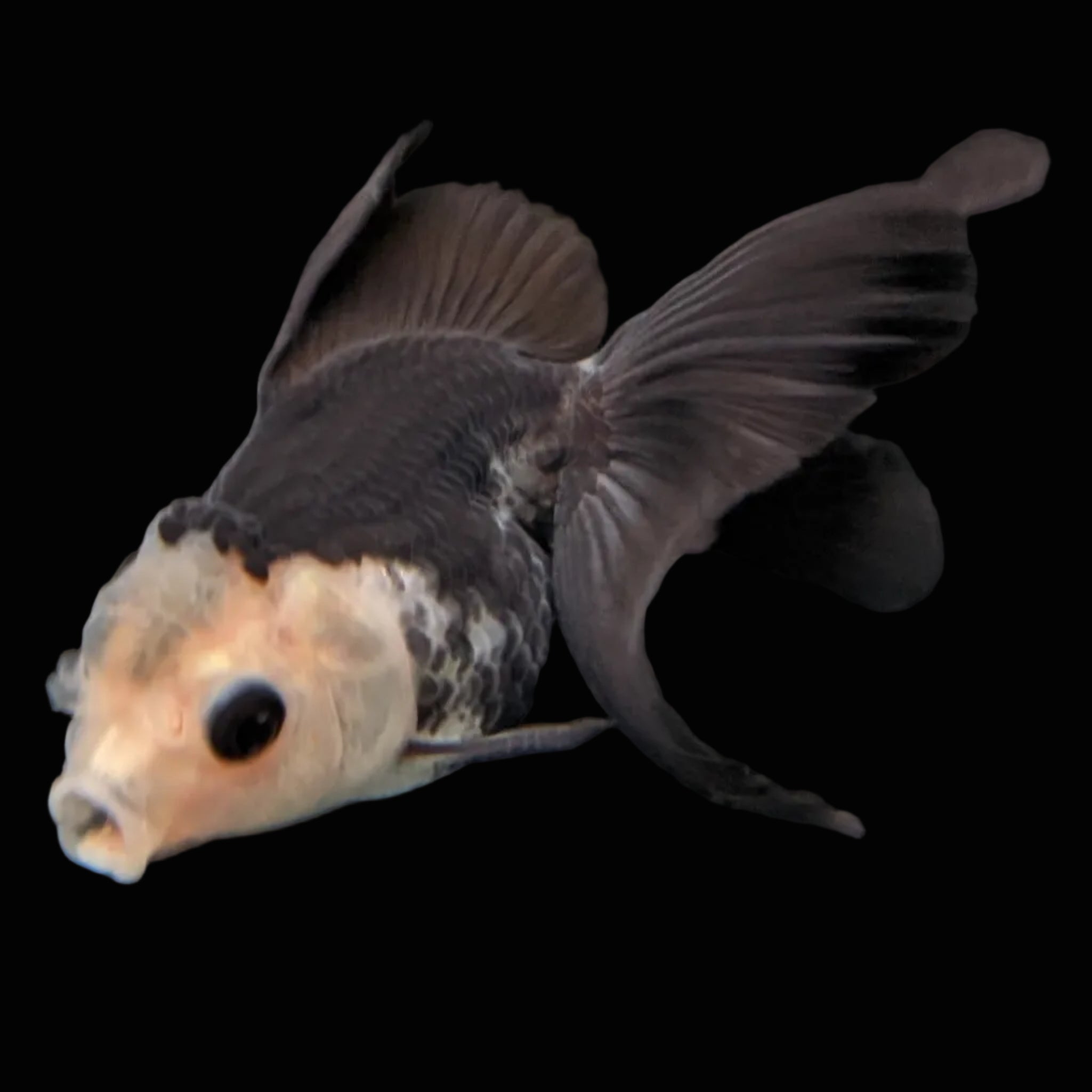 Thai Baby Oranda Panda 3"in.  ID#807T1A-005