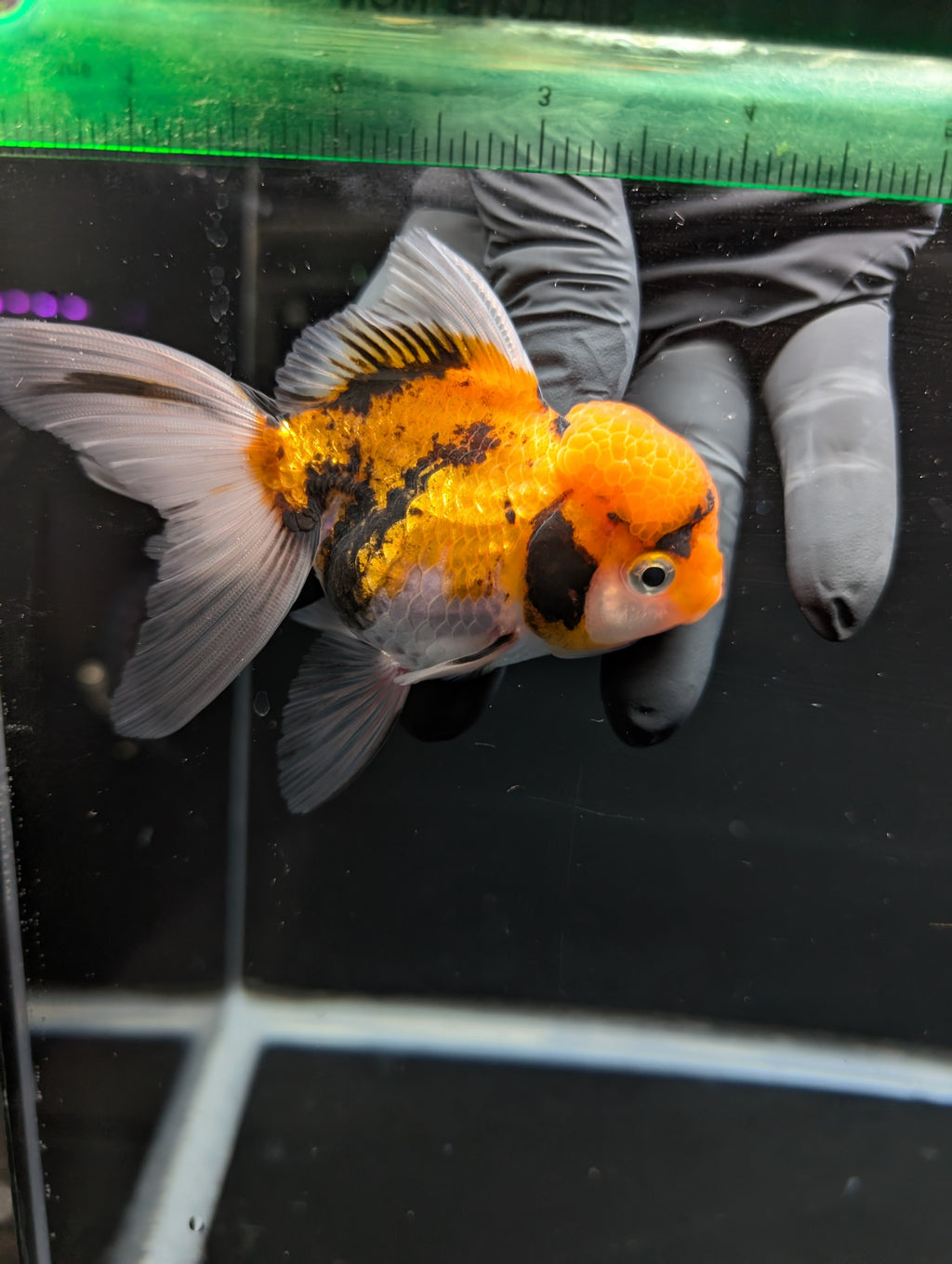 Thai Oranda Tricolor 4"-4.5"in.  ID#1023T1A-025