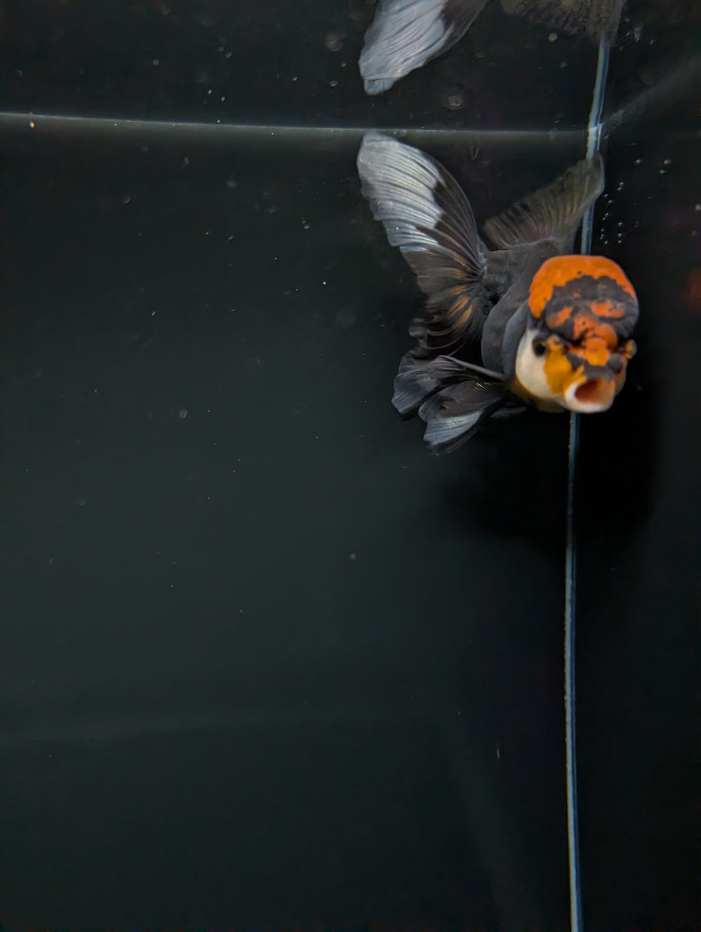 Thai Oranda Tricolor 4"-4.5"in.  ID#1023T1A-021