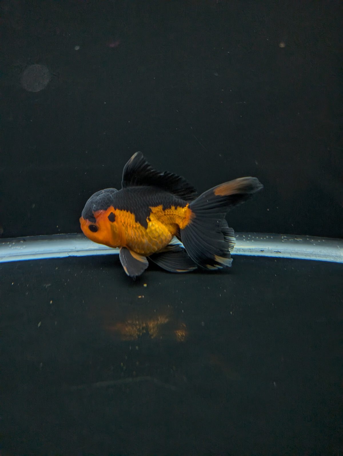 Thai Oranda Red Black 4"-4.5"in.  ID#1016T1A-004