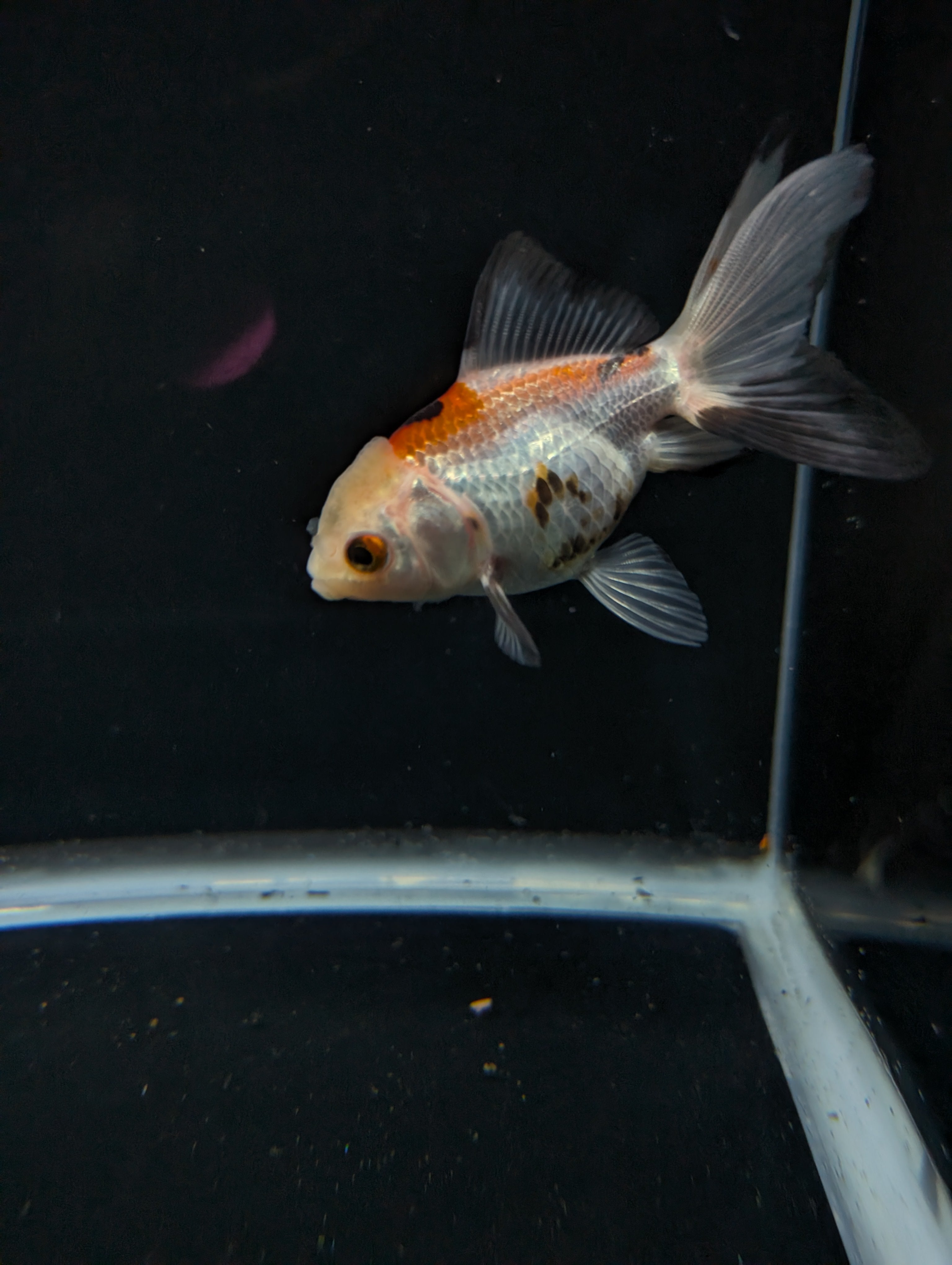 Juvenile Oranda  Tricolor 3"-3.5"in.  ID#619T1A-015
