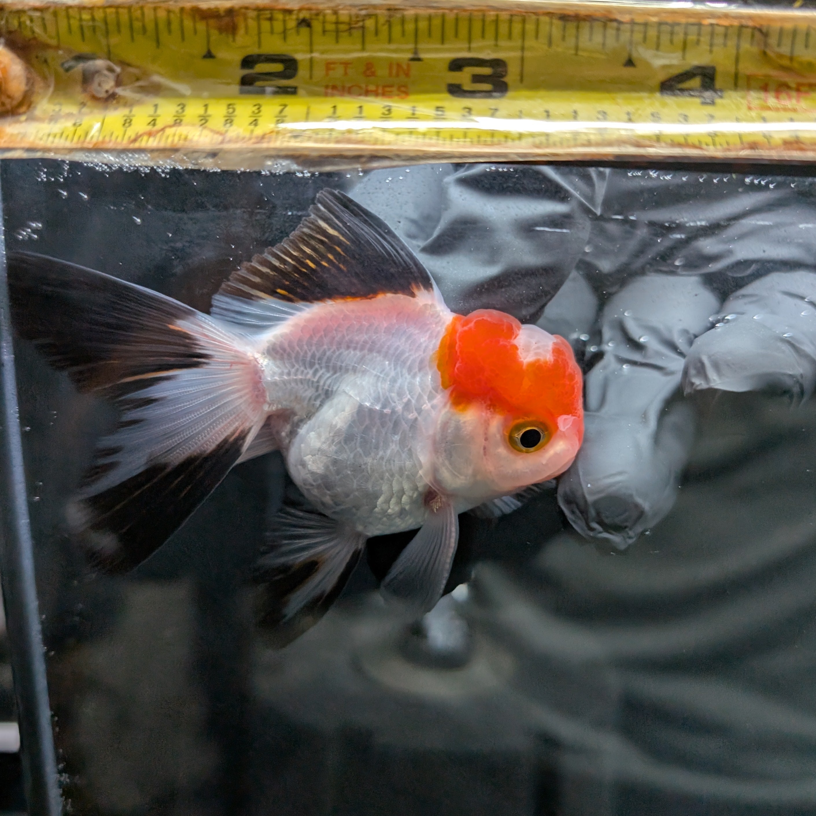 Juvenile Oranda Tricolor 3.5"-4" in.  ID#424T1A-001