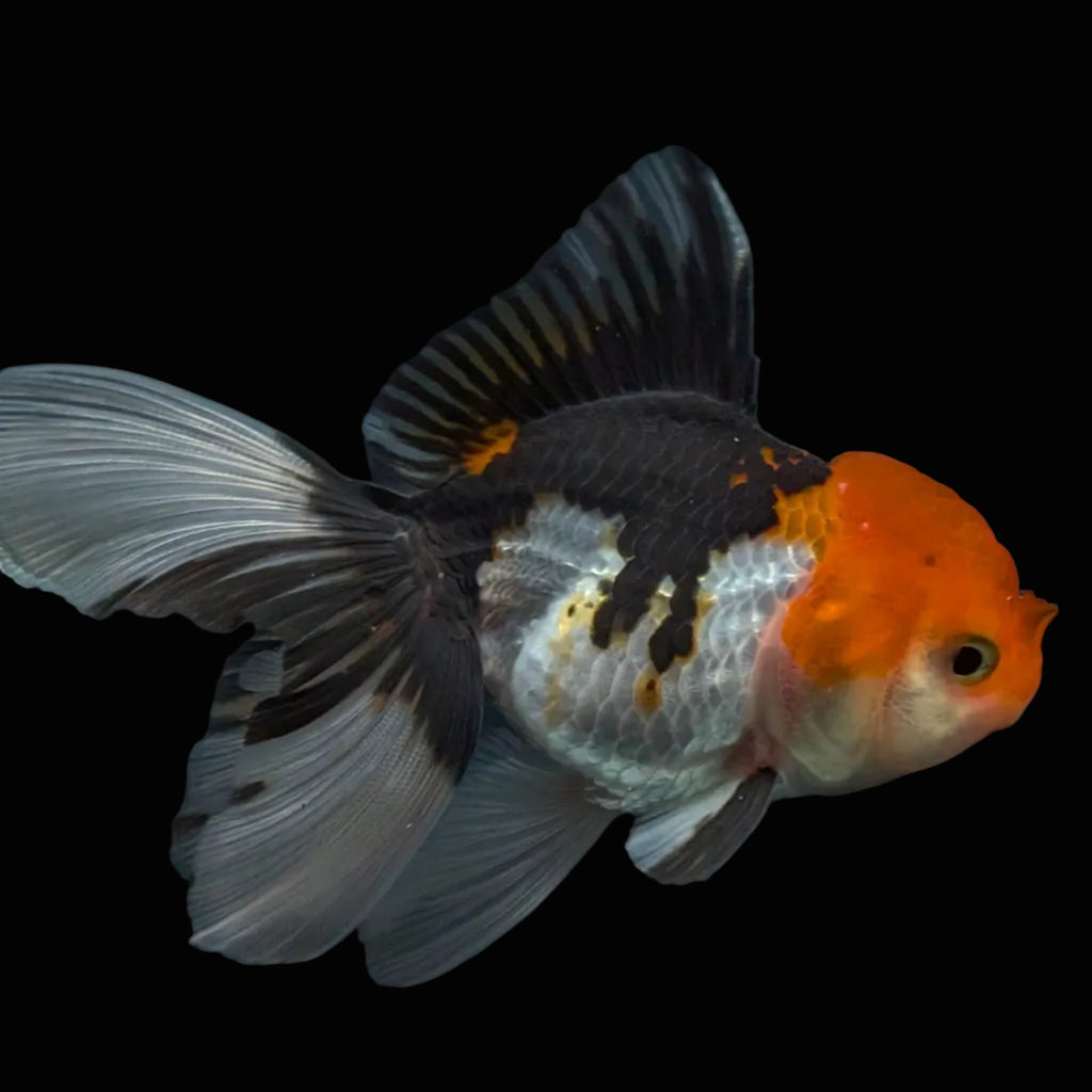 Thai Juvenile Oranda Tricolor 3.5"-4"in.  ID#731T1A-055