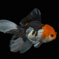Thai Juvenile Oranda Tricolor 3.5"-4"in.  ID#731T1A-055