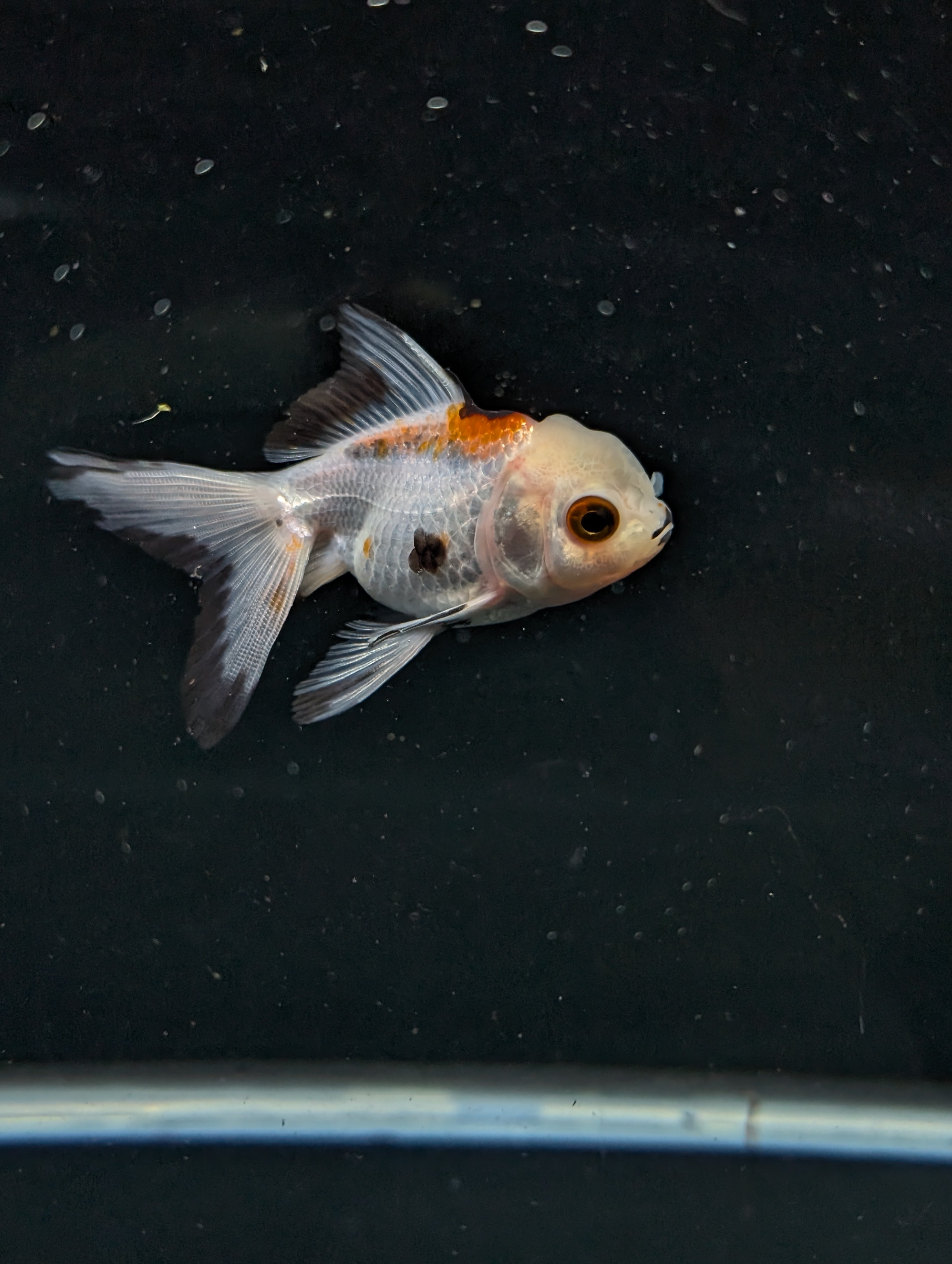 Juvenile Oranda  Tricolor 3"-3.5"in.  ID#619T1A-005