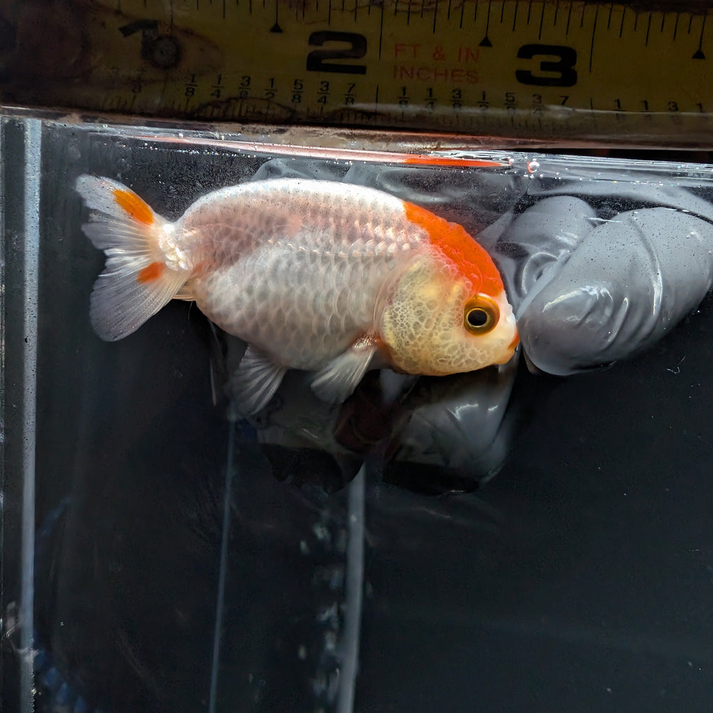Baby Ranchu Red White 2.5"-3" in. ID#515R4A-007