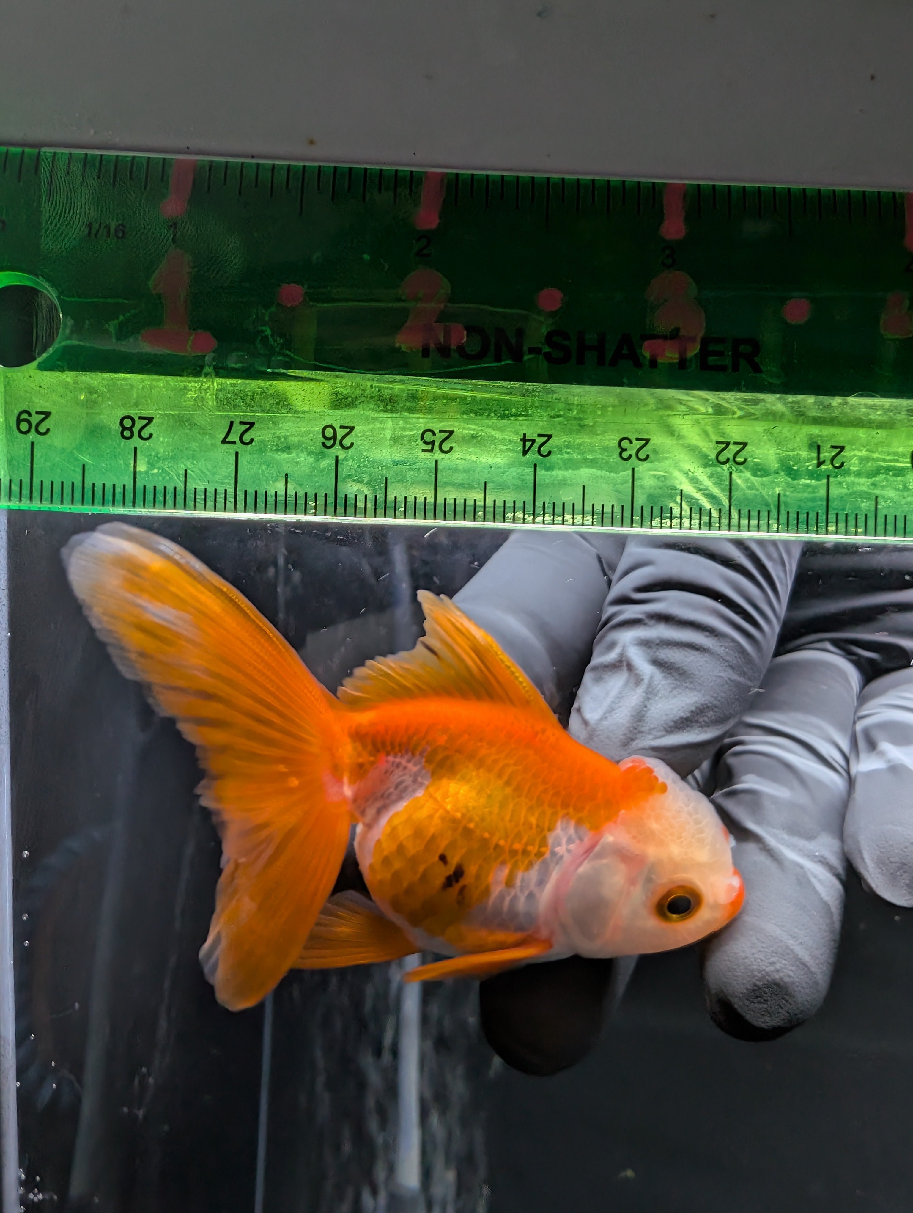 Juvenile Oranda  Red White 3"-3.5"in.  ID#619T1A-016