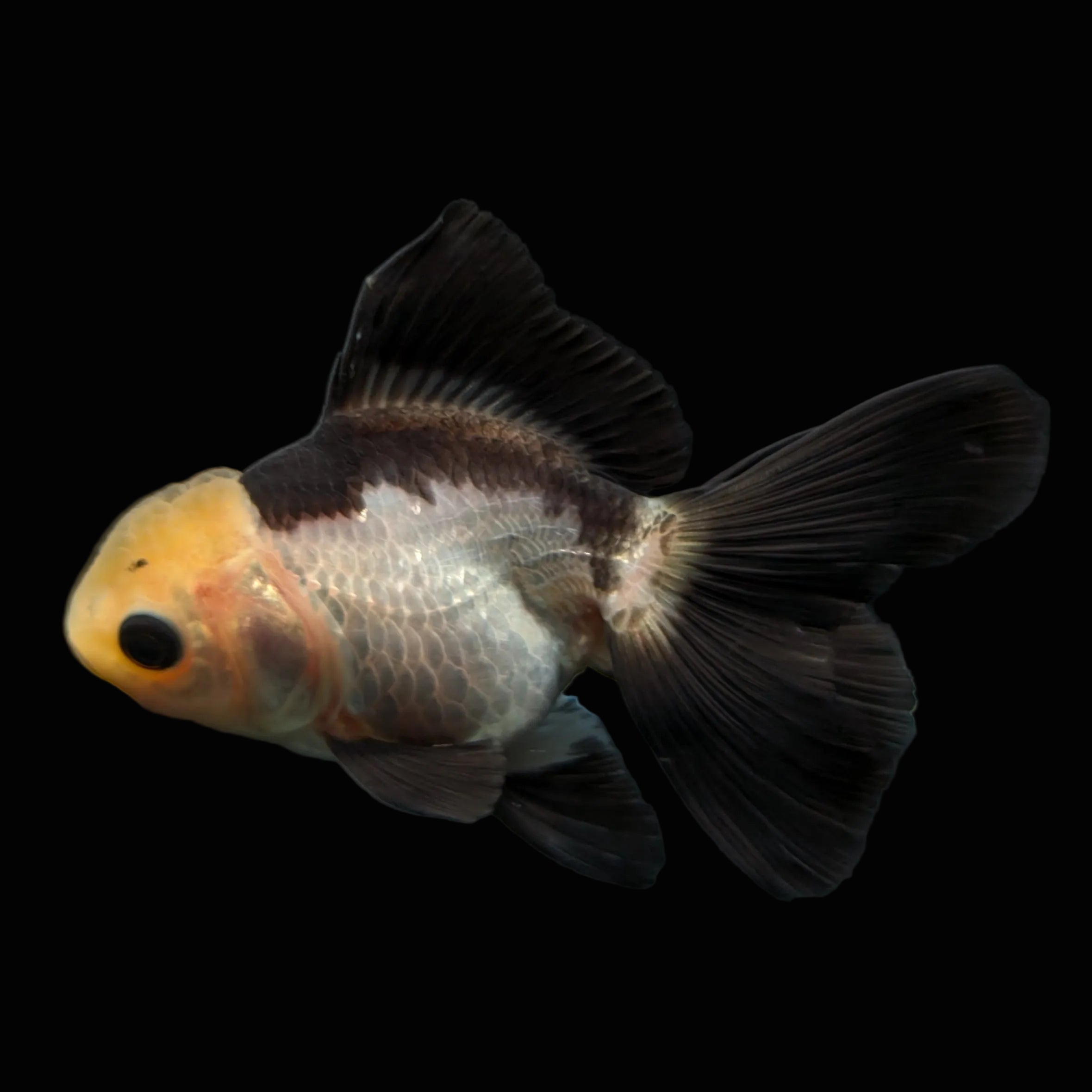 Thai Juvenile Oranda Panda 3"-3.5" in.  ID#626T1A-007