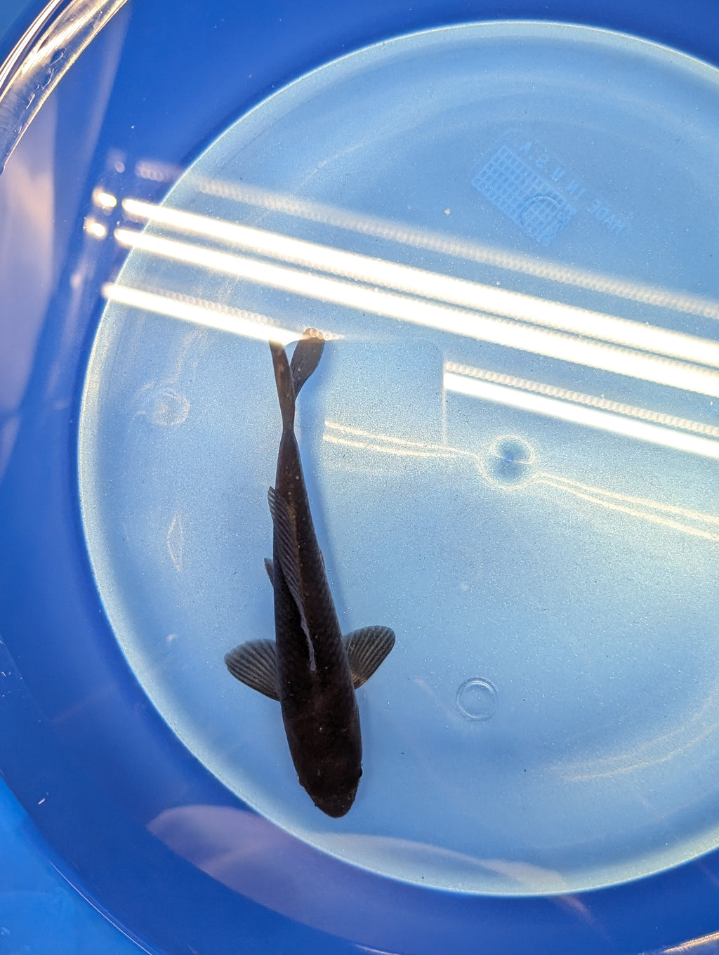 Karasu Koi  5"-6"in. ID#806BFK-021