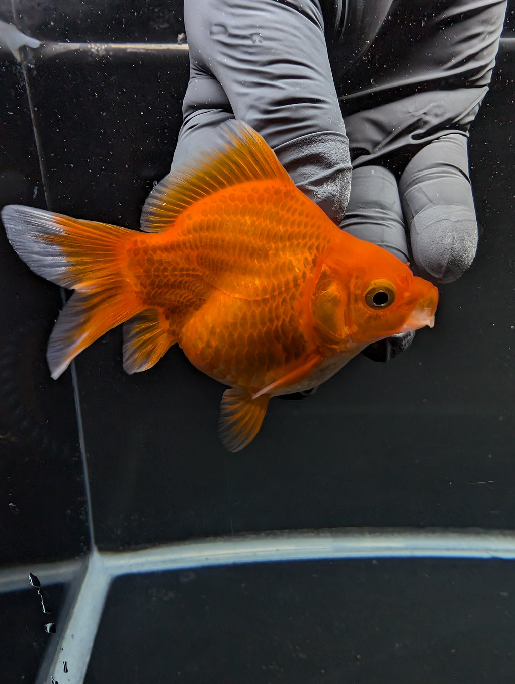 Tamasaba Red White 3"-3.5" in. ID#1009TM1B-001