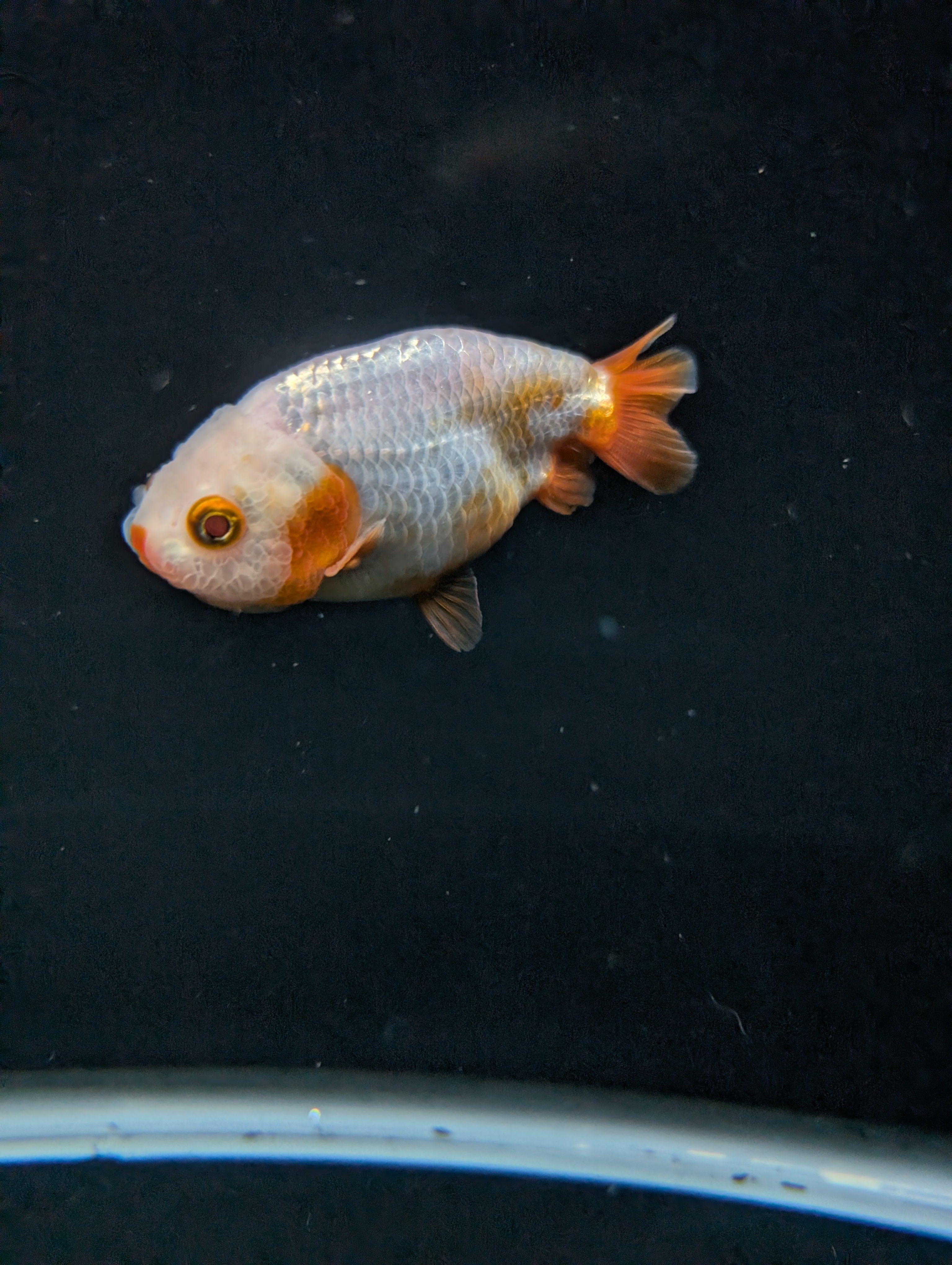 Ranchu Red White 3"-3.5" in. ID#501R13A-022