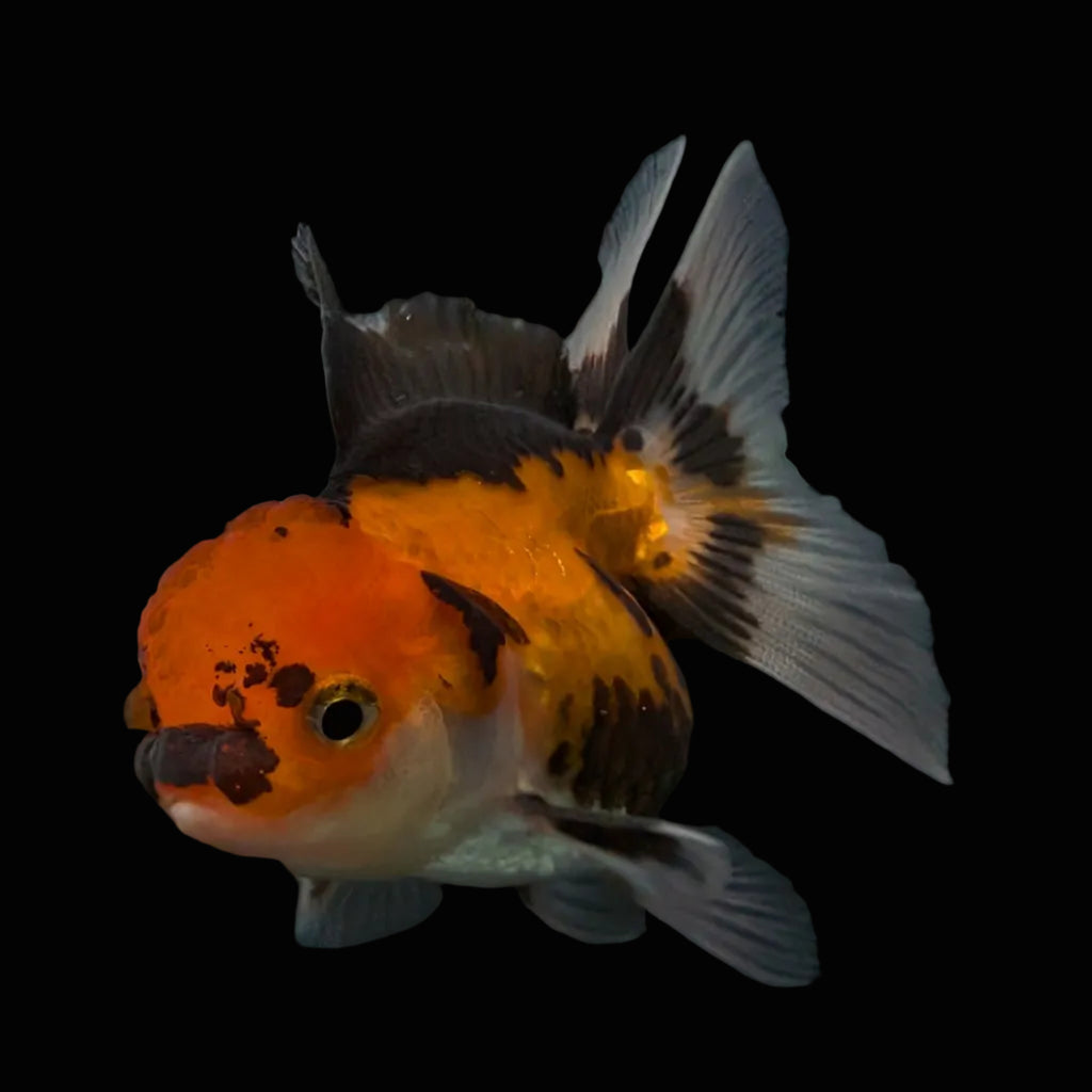 Thai Juvenile Oranda Tricolor 3"-3.5" in.  ID#626T1A-008