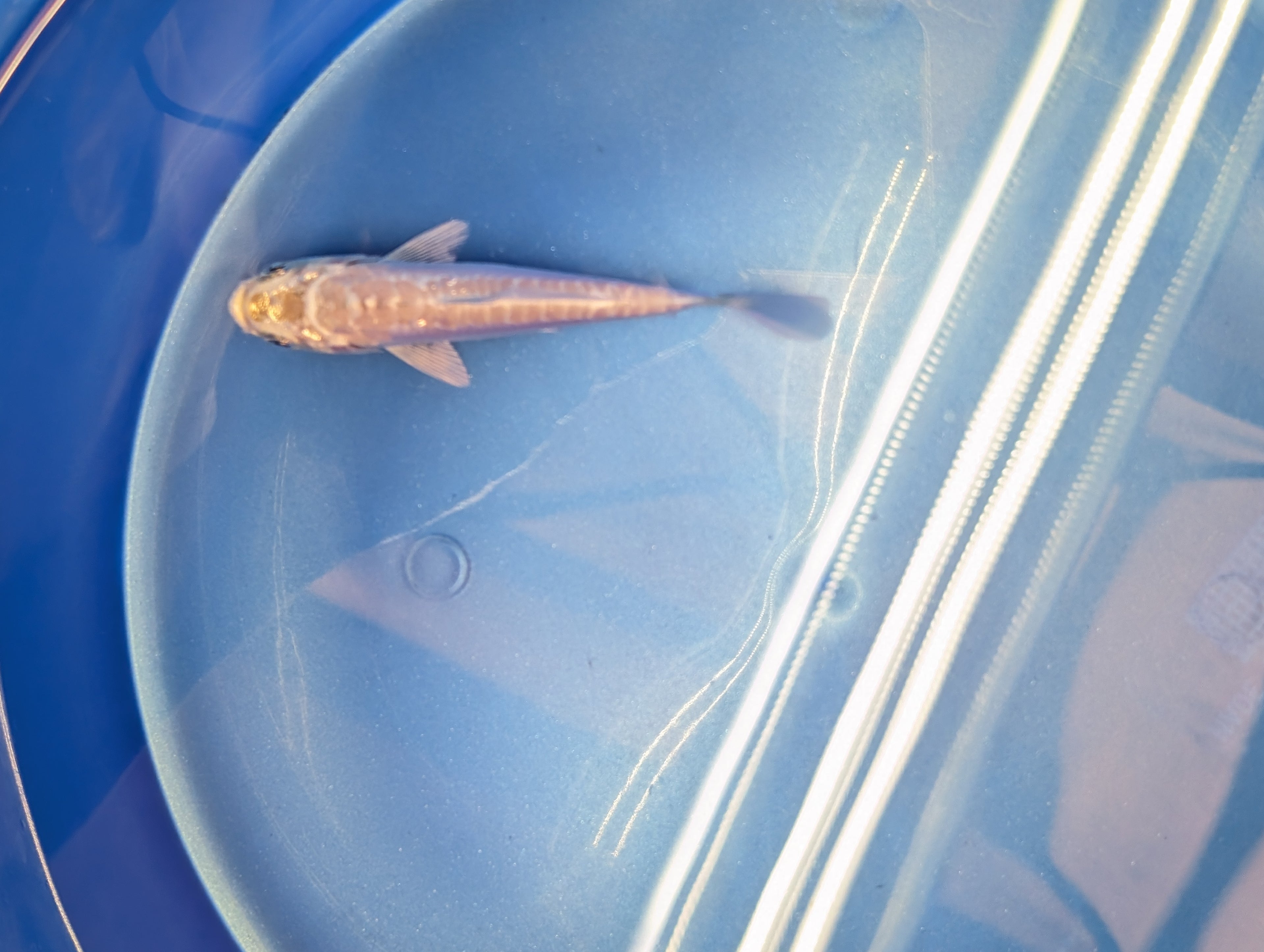 Doitsu Platinum Ogon Koi  4"in. ID#806BFK-018