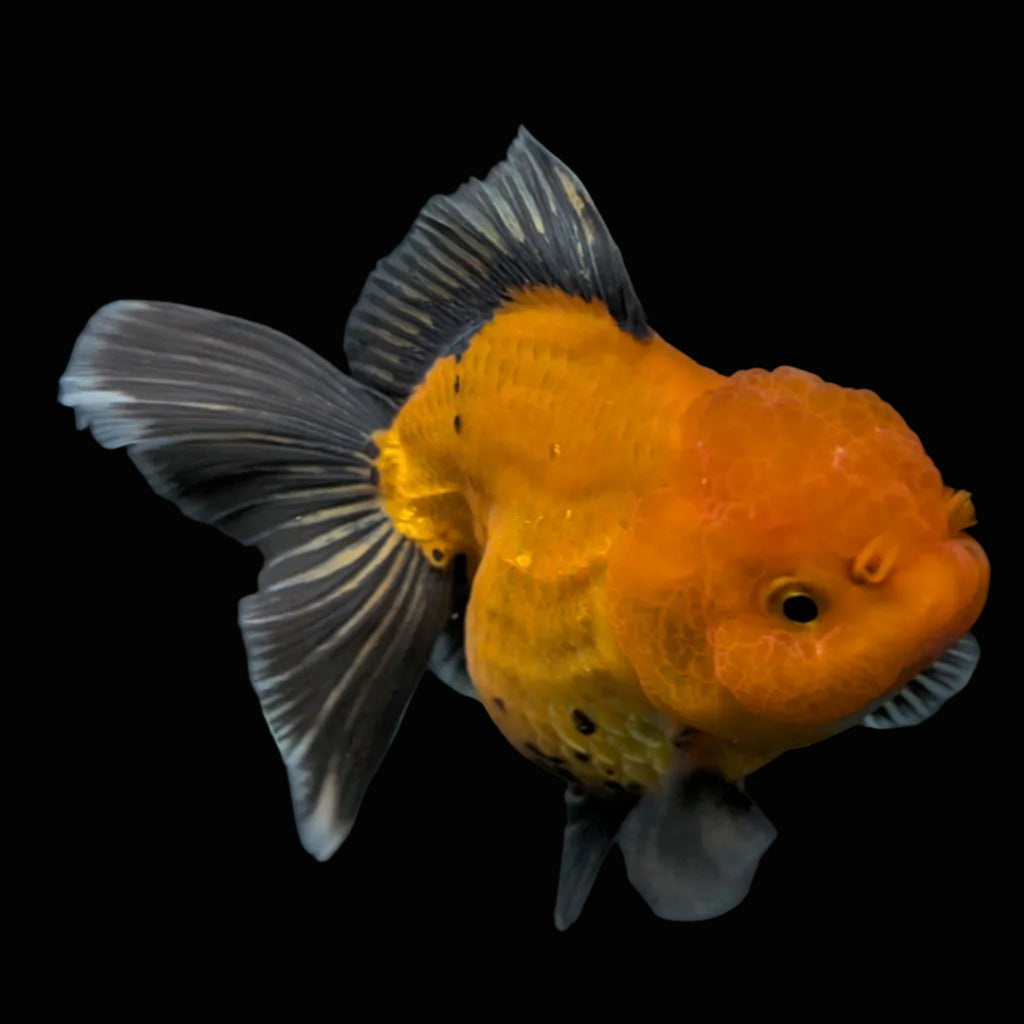Thai Oranda Red Black  4.5"-5"  ID#718T5B-005