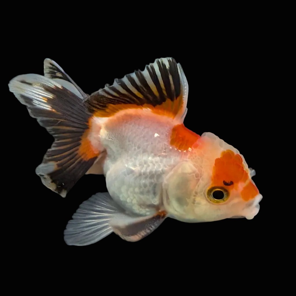 Thai Baby Oranda Tricolor 3"in.  ID#807T1A-004