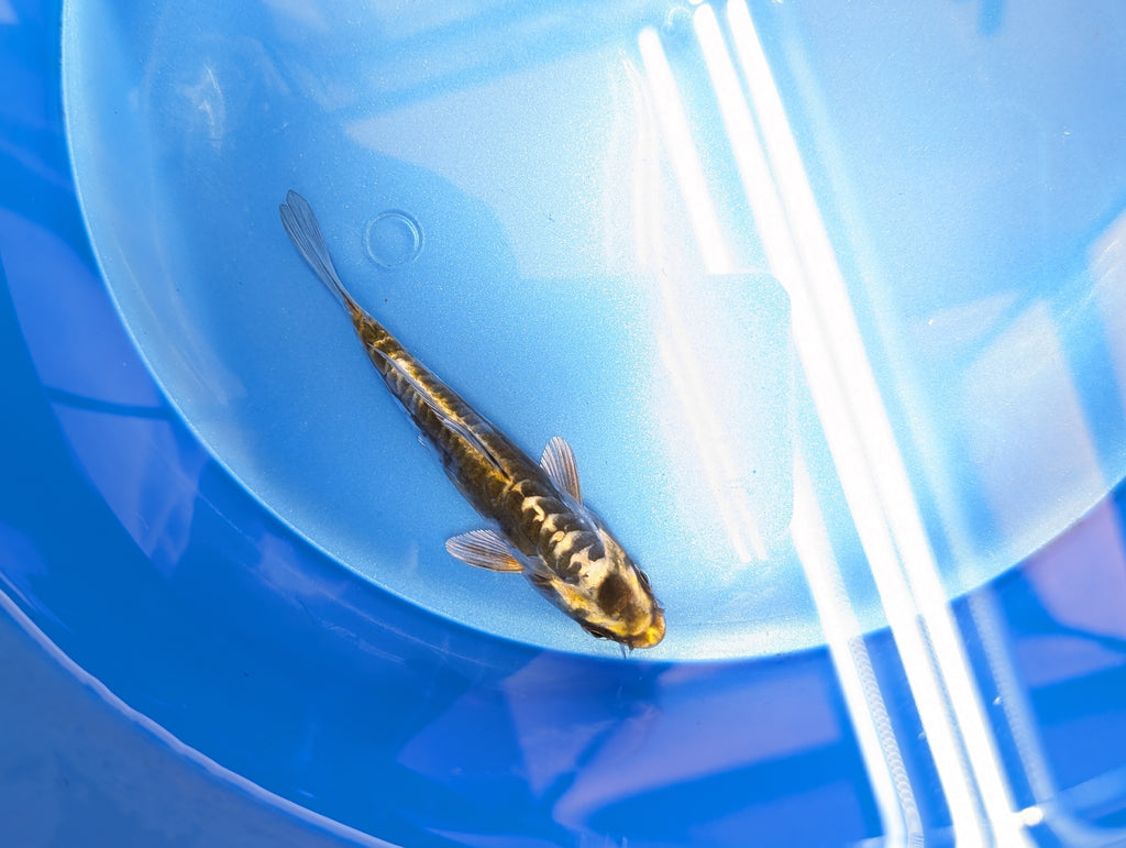 Kin Kikokuryu Koi  4"in. ID#806BFK-025