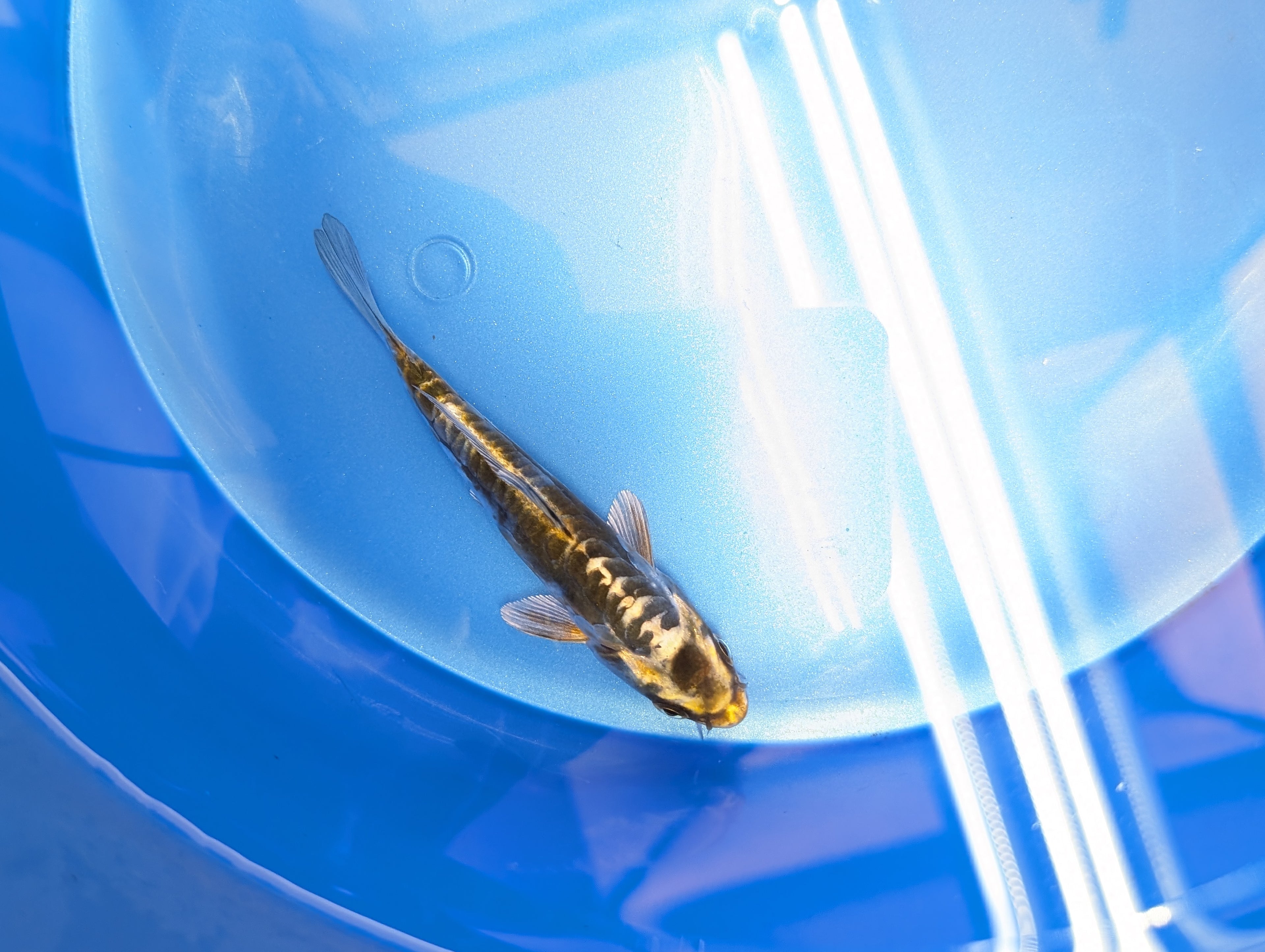 Kin Kikokuryu Koi  4"in. ID#806BFK-025