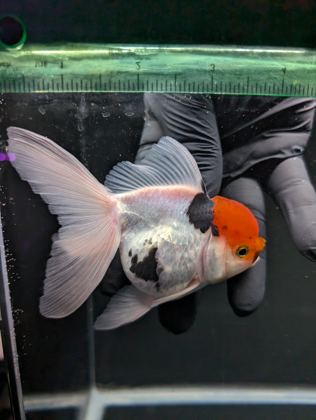 Thai Oranda Tricolor 4"-4.5"in.  ID#1016T1A-006