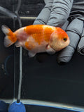 Ranchu Sakura 3"-3.5" in. ID#529R4A-060