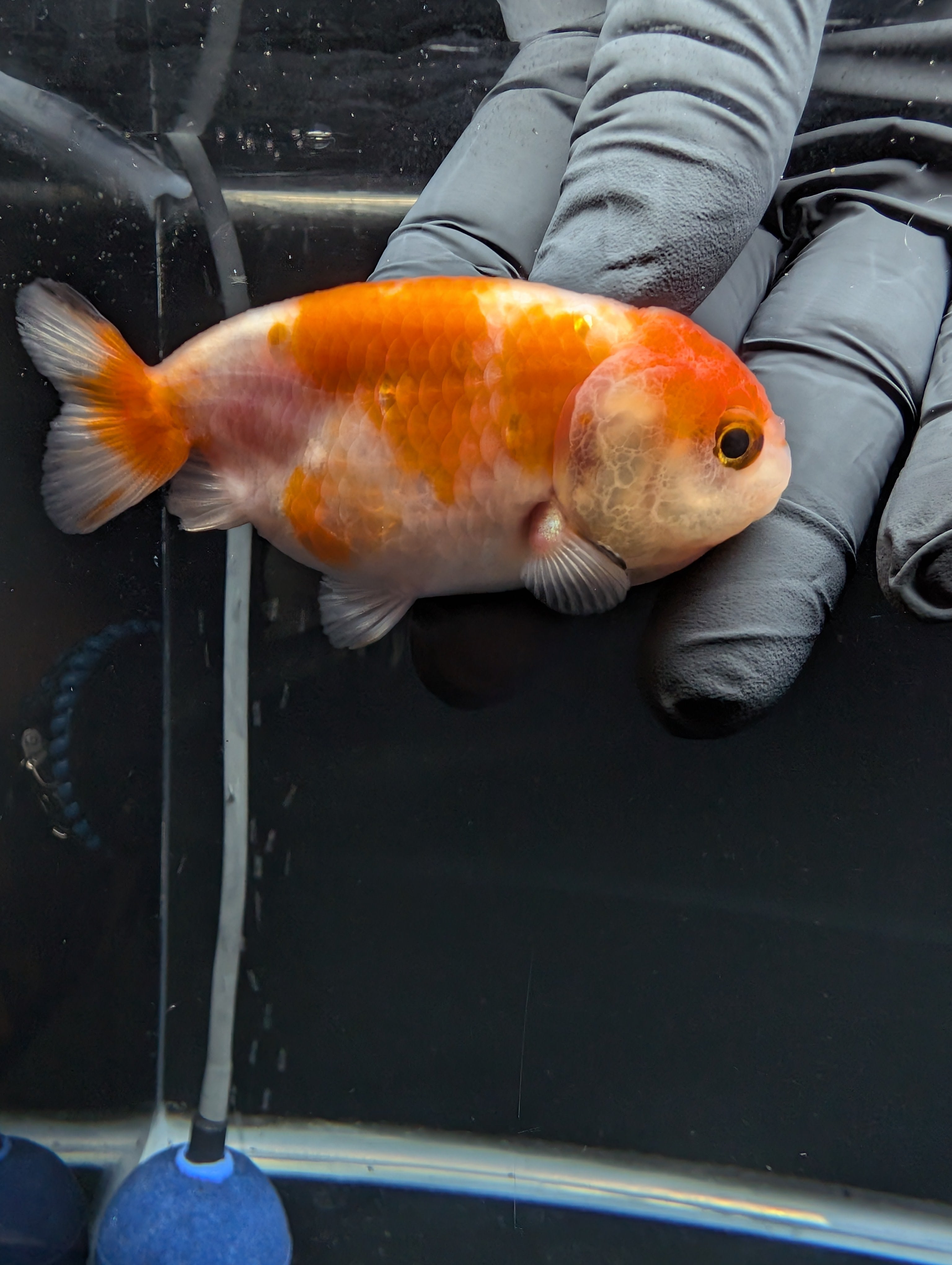 Ranchu Sakura 3"-3.5" in. ID#529R4A-060