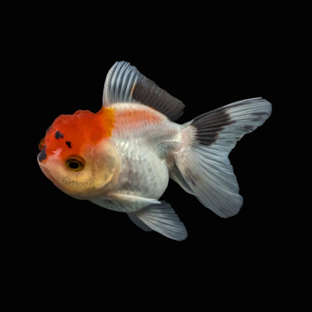 Juvenile Oranda Tricolor 3.5"-4" in.  ID#424T1A-007