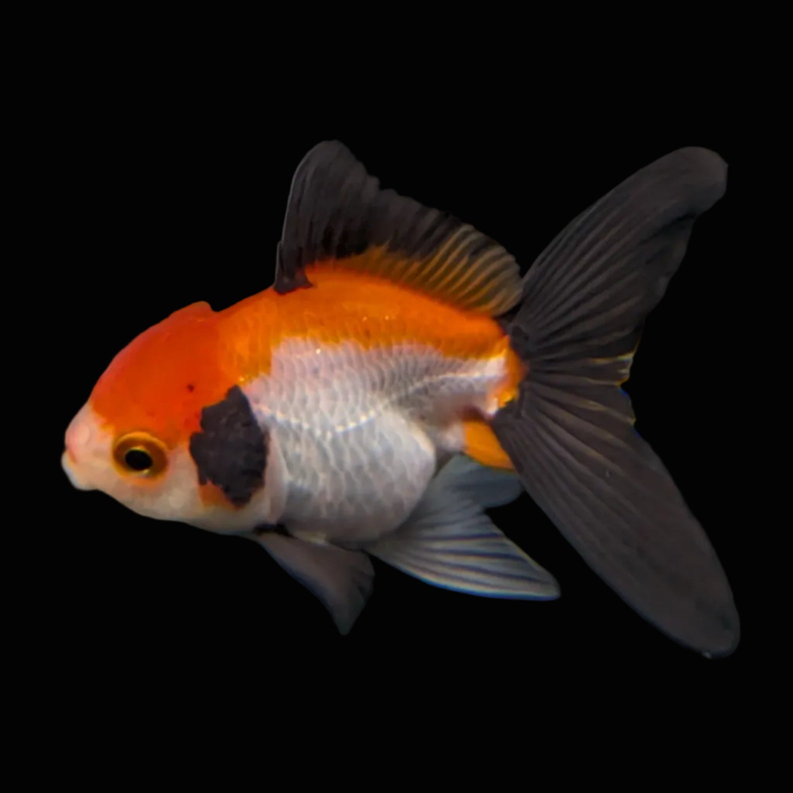 Juvenile Thai Oranda Tricolor 3"in.  ID#814T1A-009