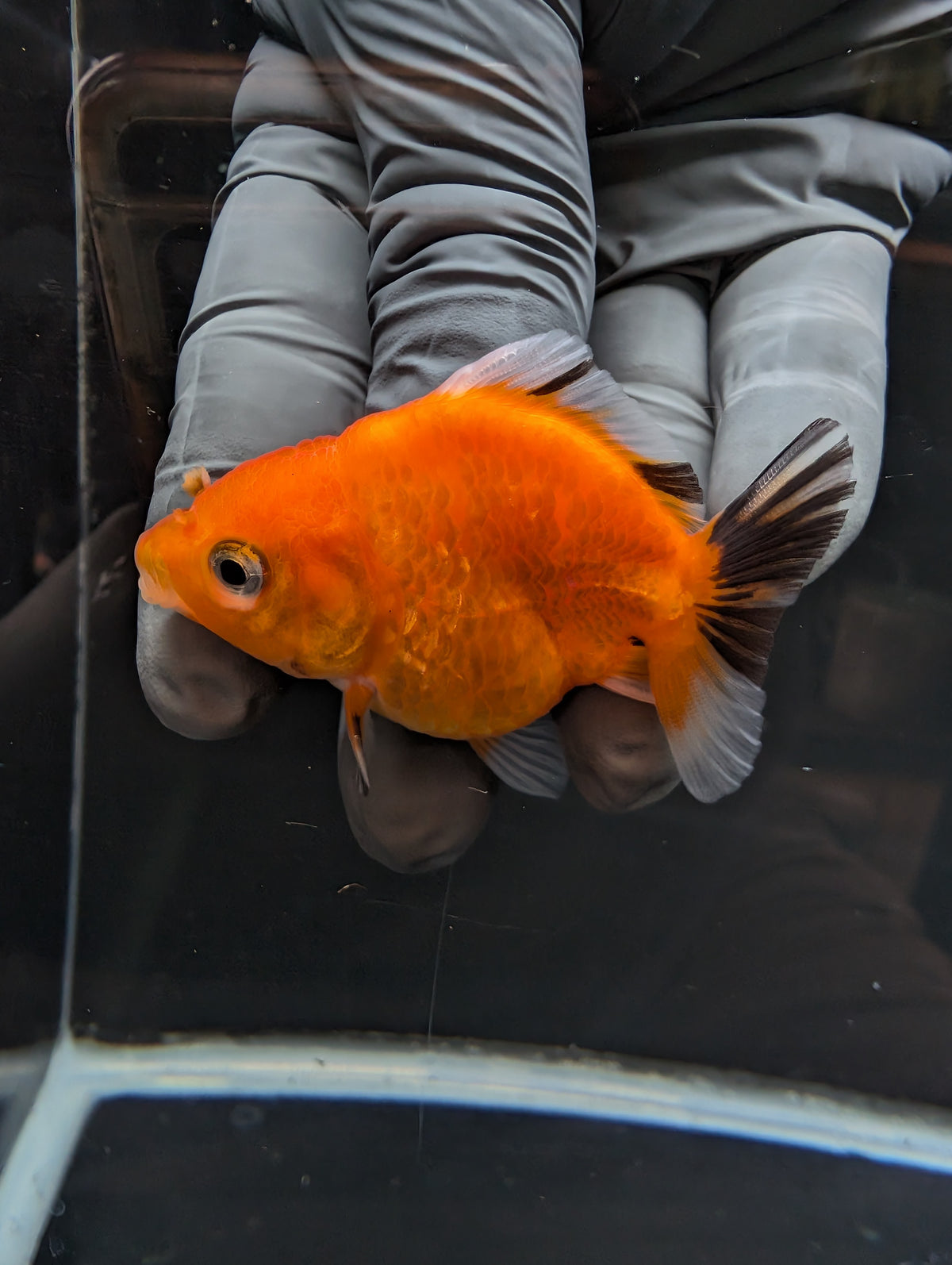Baby Thai Shogun Oranda Tricolor 2"-2.5" in. ID#1023BSG11A-029