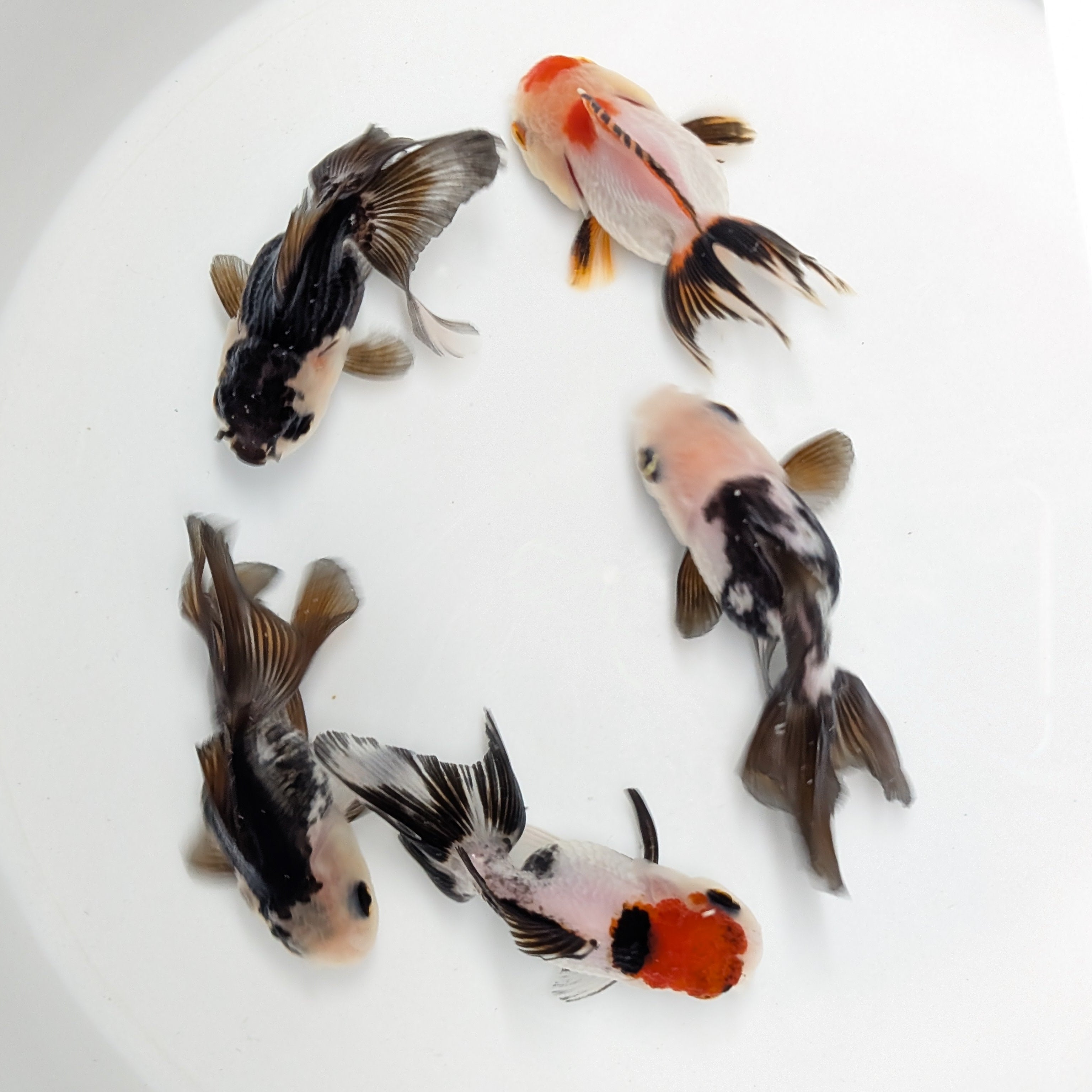 Thai Baby Oranda Panda 3"in.  ID#807T1A-003