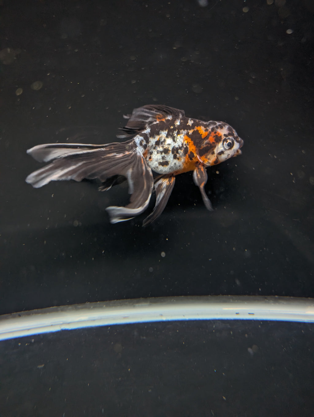 Calico Oranda 5"in. ID#821LB2A-61 Please See Notes.