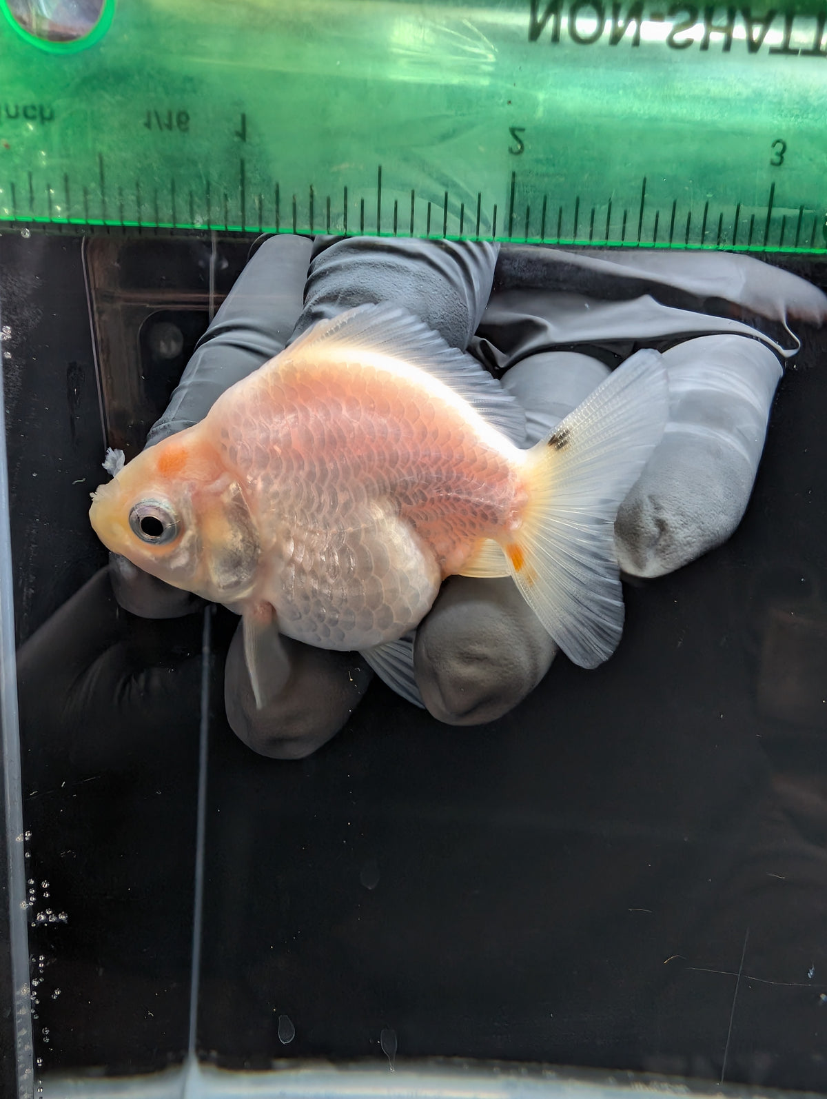 Baby Thai Shogun Oranda White 2"-2.5" in. ID#1023BSG11A-028