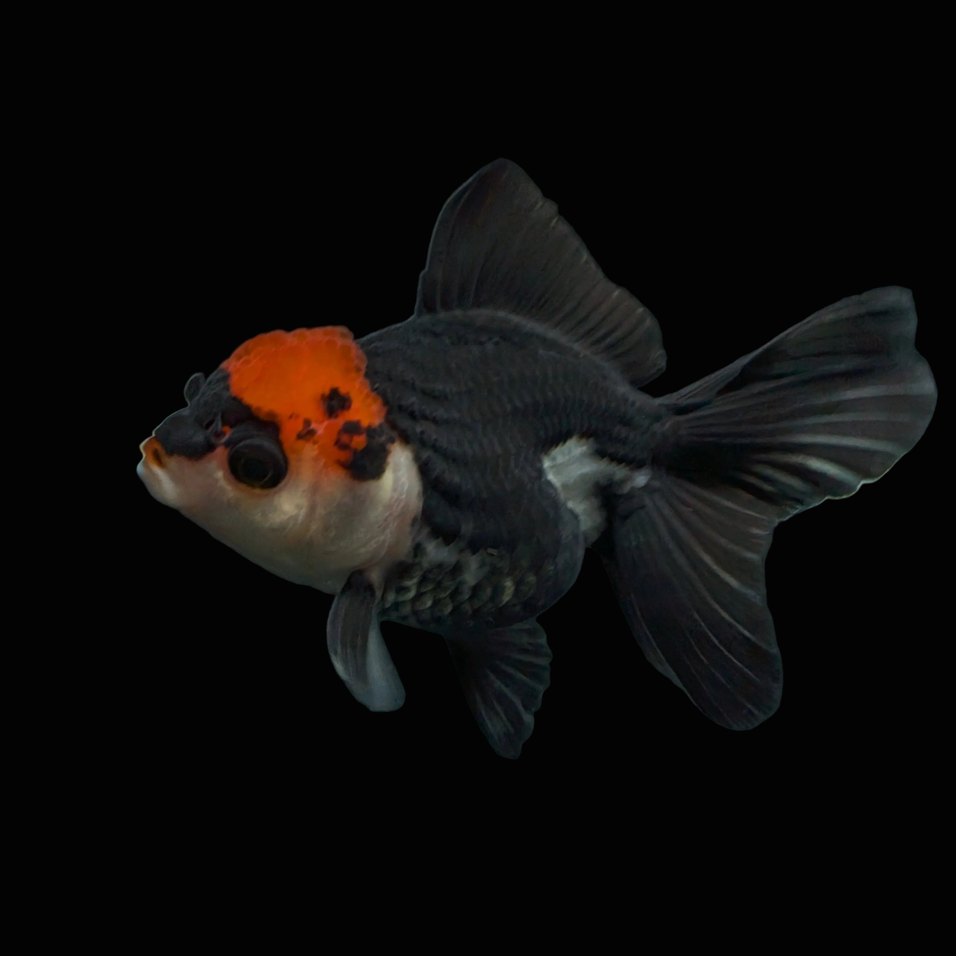 Juvenile Oranda Tricolor 3.5"-4" in.  ID#403T8A-012