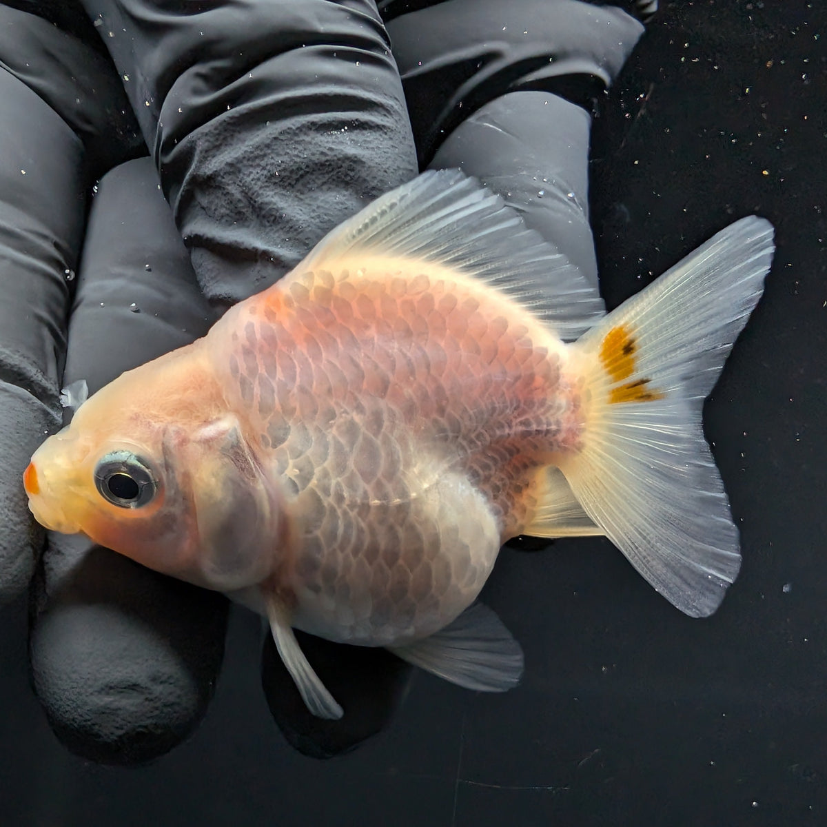 Baby Thai Shogun Oranda Red White 2"-2.5" in. ID#1016BSG11A-004