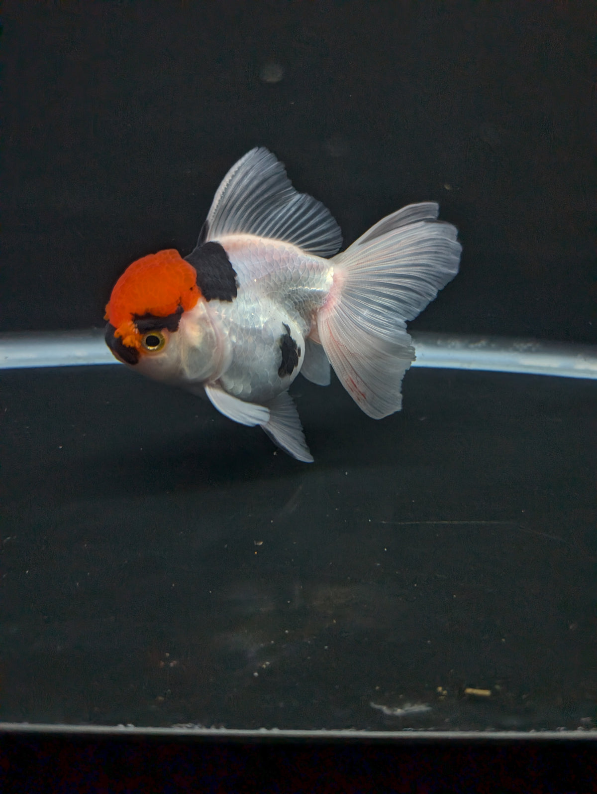 Thai Oranda Tricolor 4"-4.5"in.  ID#1016T1A-006