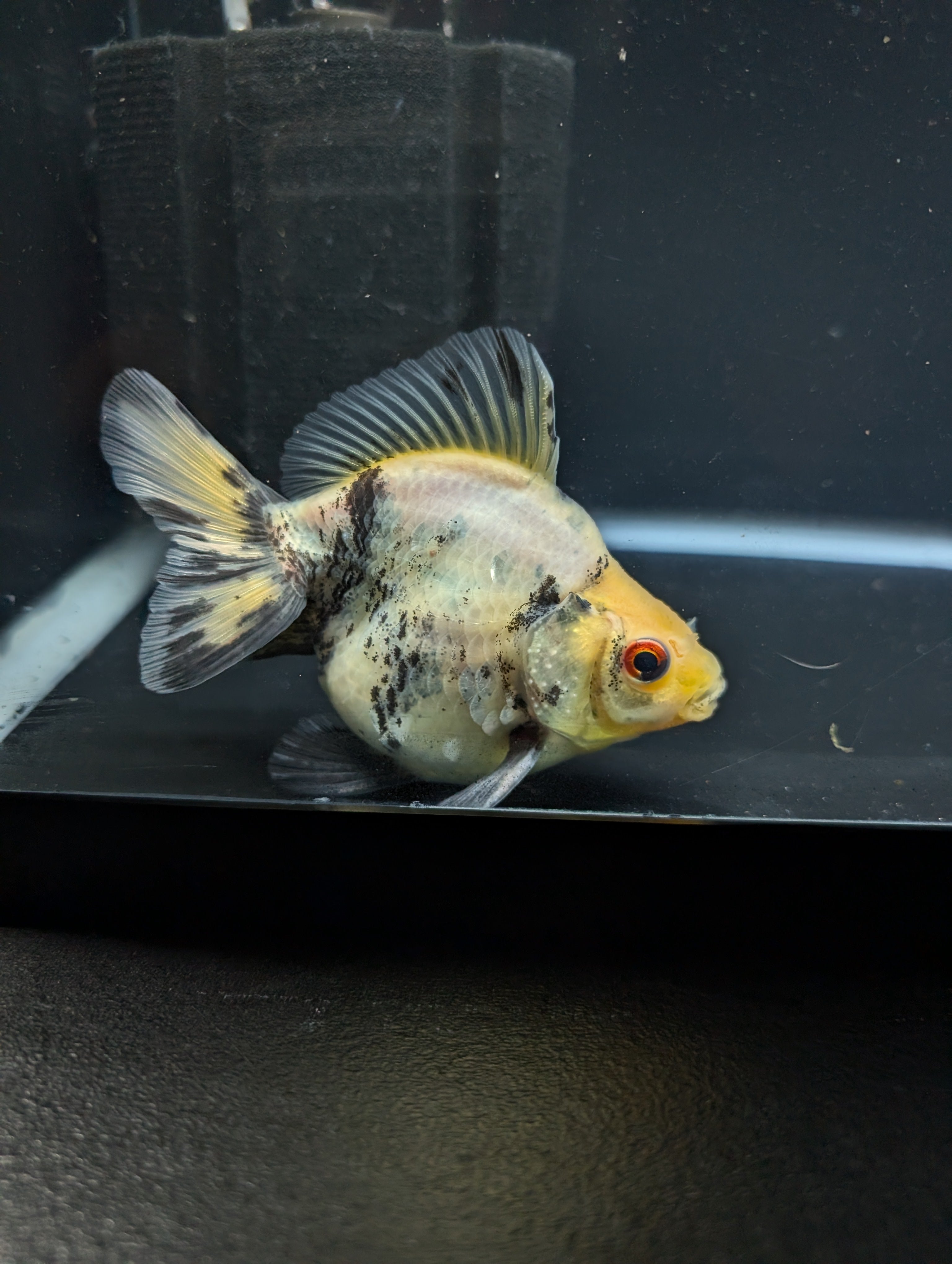 Jumbo Ryukin Short Tail White Tiger Calico 4"-4.5" in. ID#5015B-012