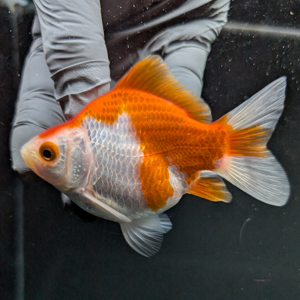 Tamasaba Red White 3"-3.5" in. ID#1009TM1B-005
