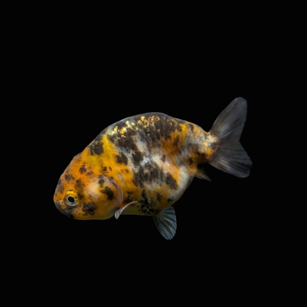 Ranchu Calico 3"-3.5" in. ID#403R7A-001