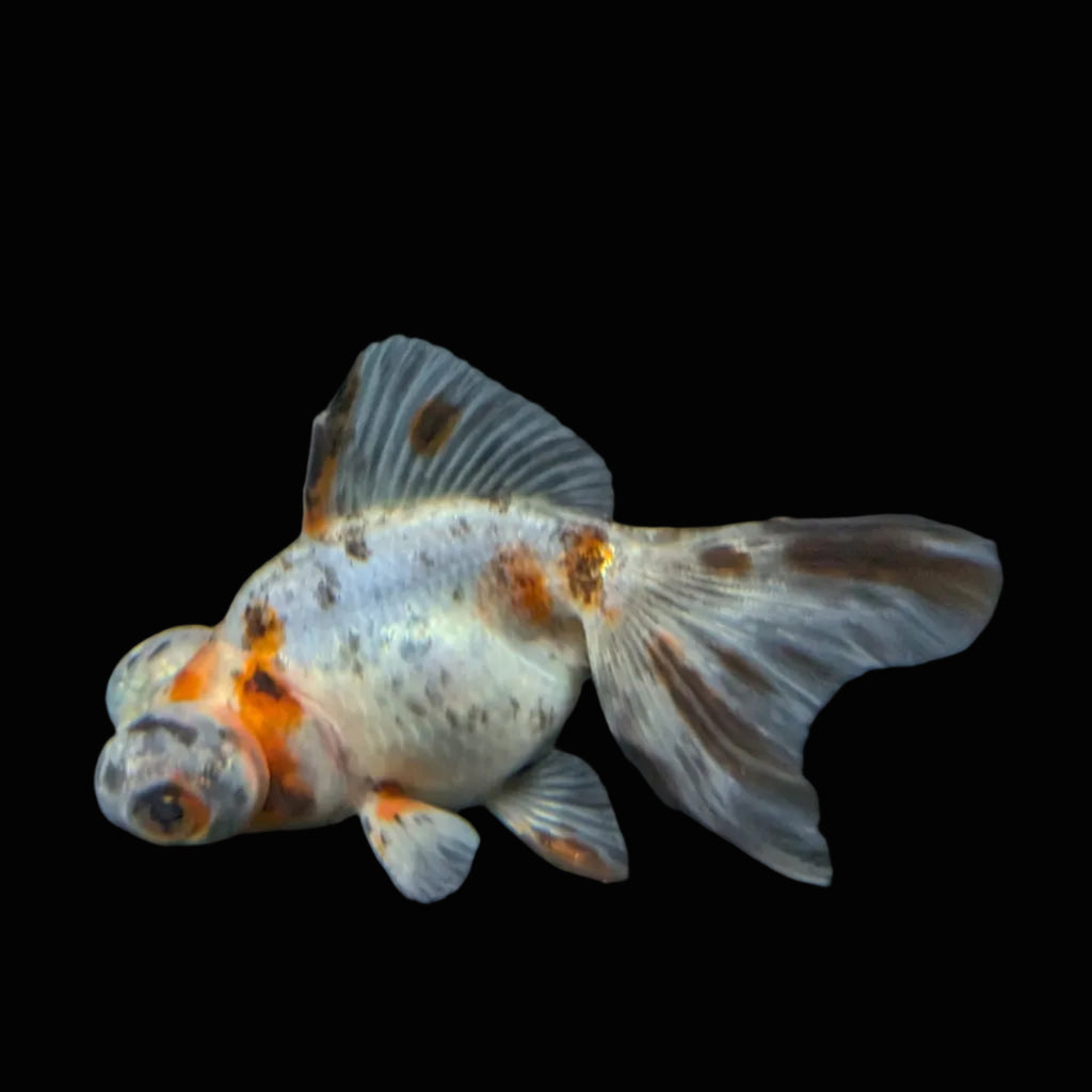 Telescope Butterfly Calico 3.5"-4" in. ID#508B4A-003