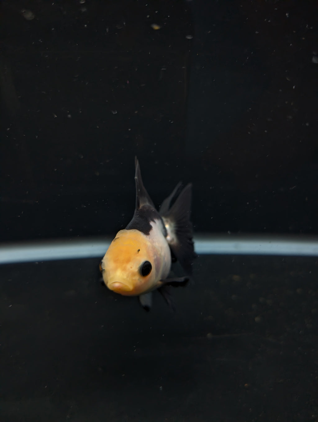 Thai Juvenile Oranda Panda 3"-3.5" in.  ID#626T1A-007