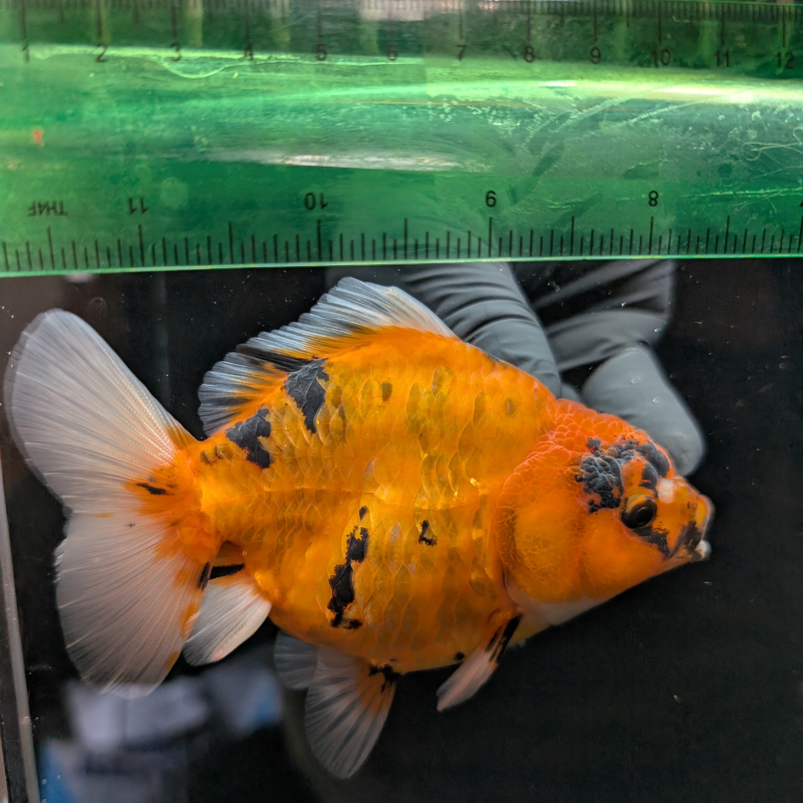 Jumbo Oranda Yuan Bao Calico   4"-4.5"in. ID#807SB13A-007