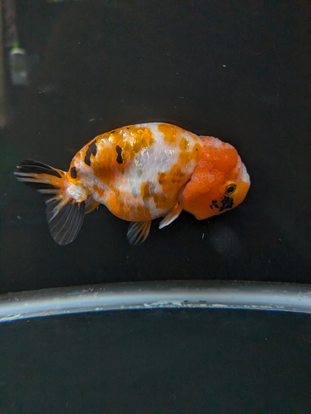 Jumbo Ranchu Sakura Calico 4.5"-5" in. ID#814R8A-026