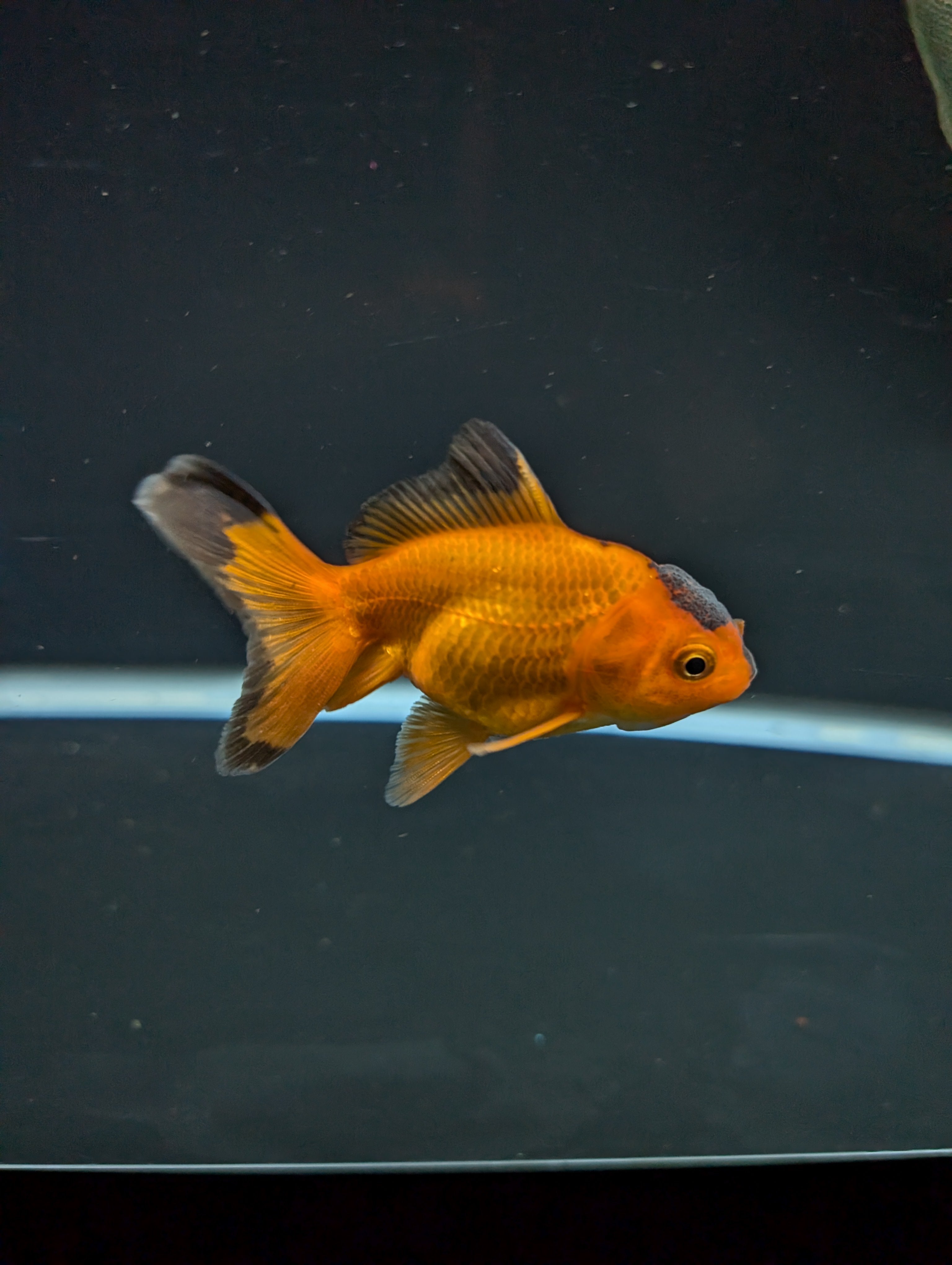 Juvenile Oranda Red Black 3"-3.5"in.  ID#522T1A-002