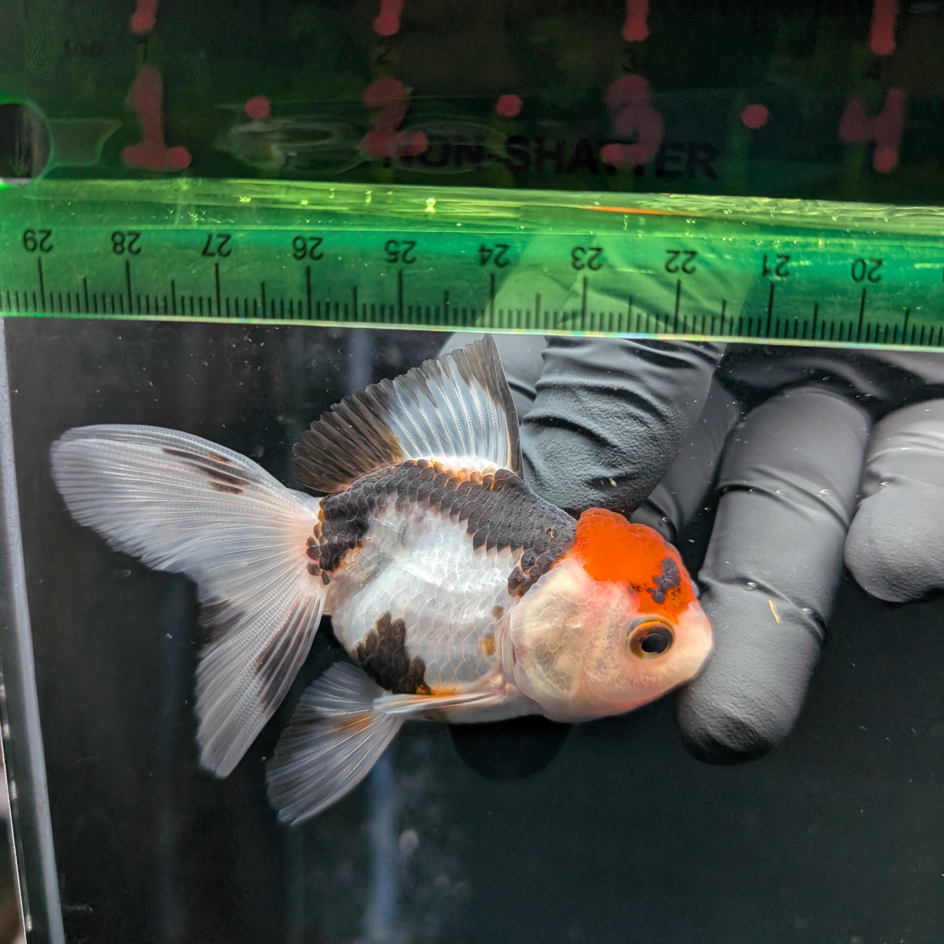 Thai Juvenile Oranda Tricolor 3"-3.5" in.  ID#626T1A-005