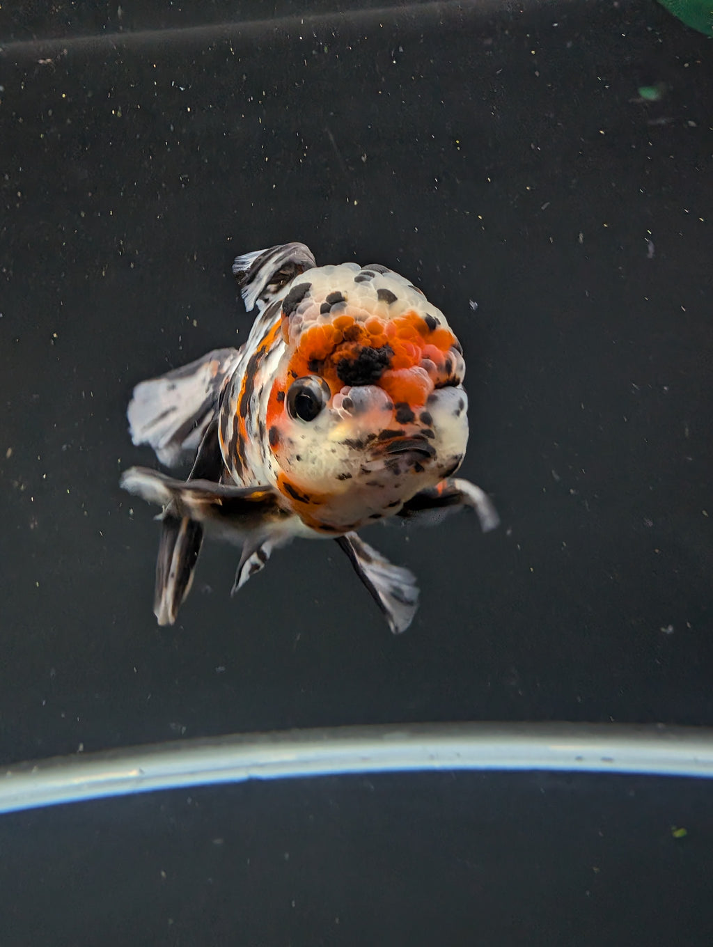 Calico Oranda 5"in. ID#821LB2A-63