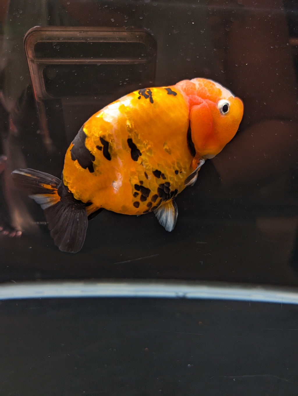 Jumbo Ranchu Calico 4.5"-5" in. ID#821R8A-032